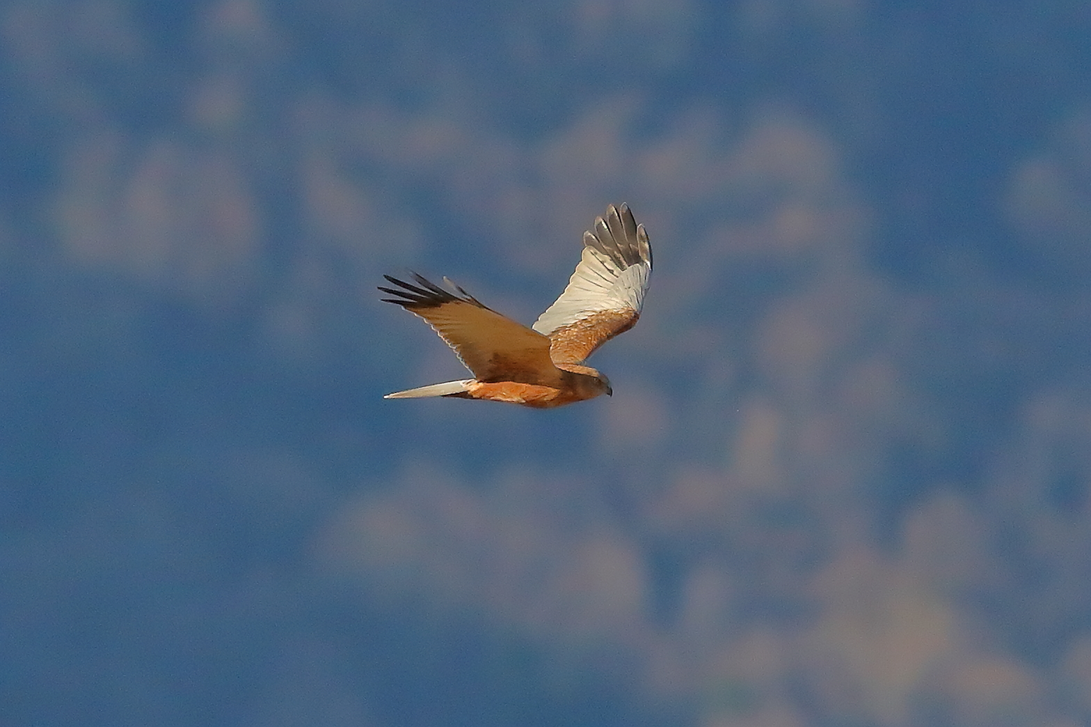 Falco di palude dicembre 2023