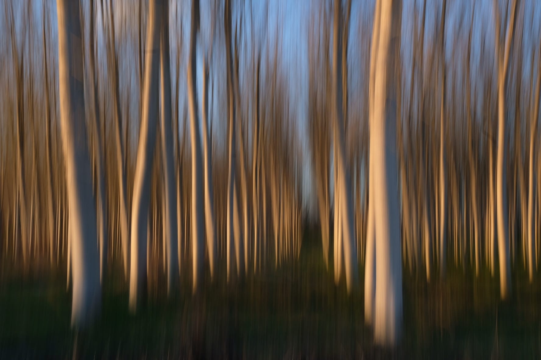 Poplar grove