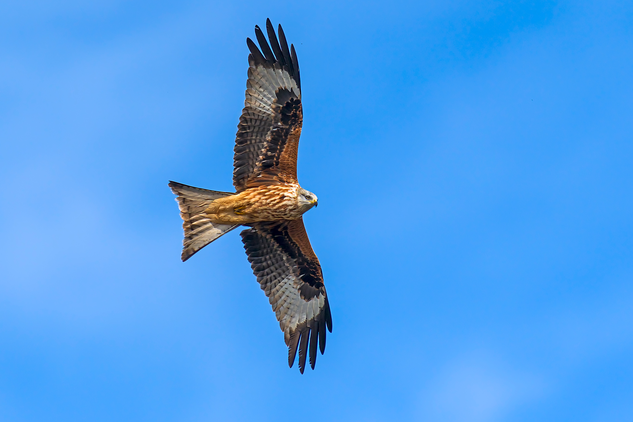 Red kite