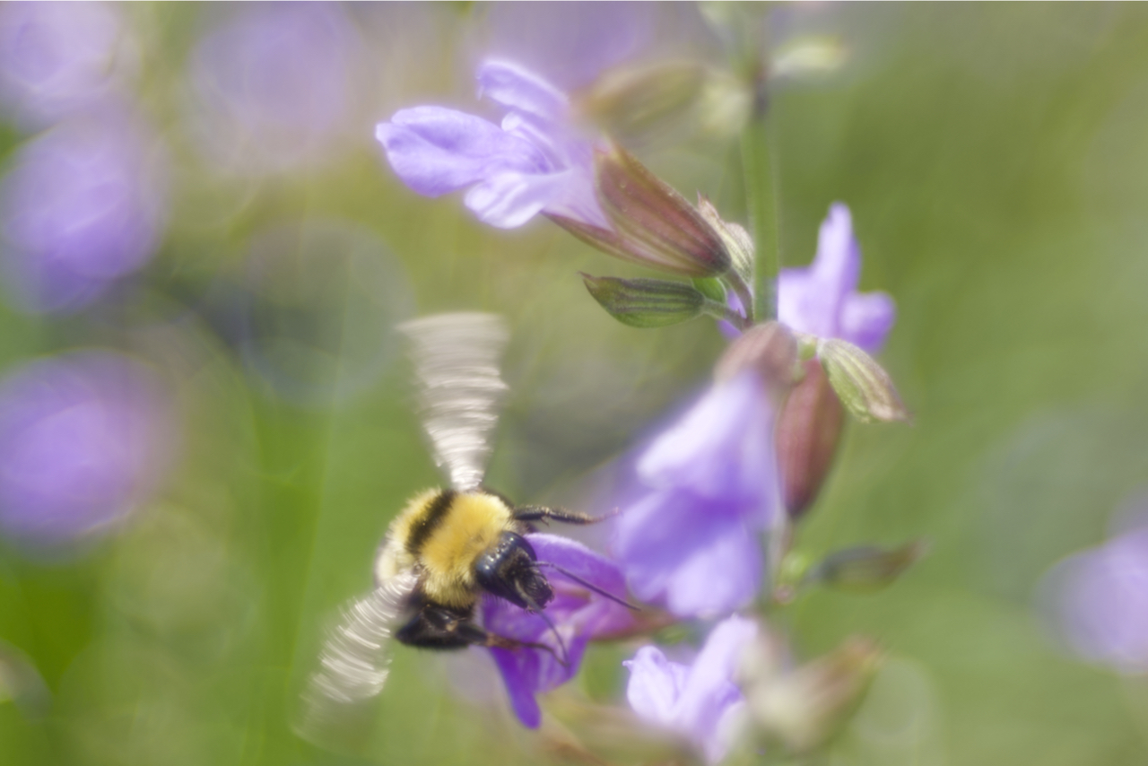 Bumblebee on flower sage grass