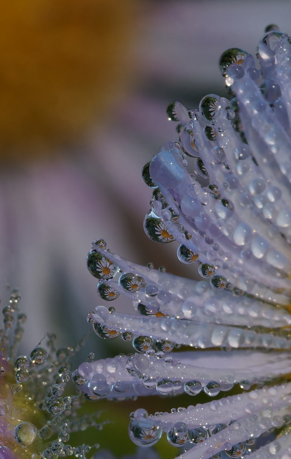 Liete Festività a voi tutti!