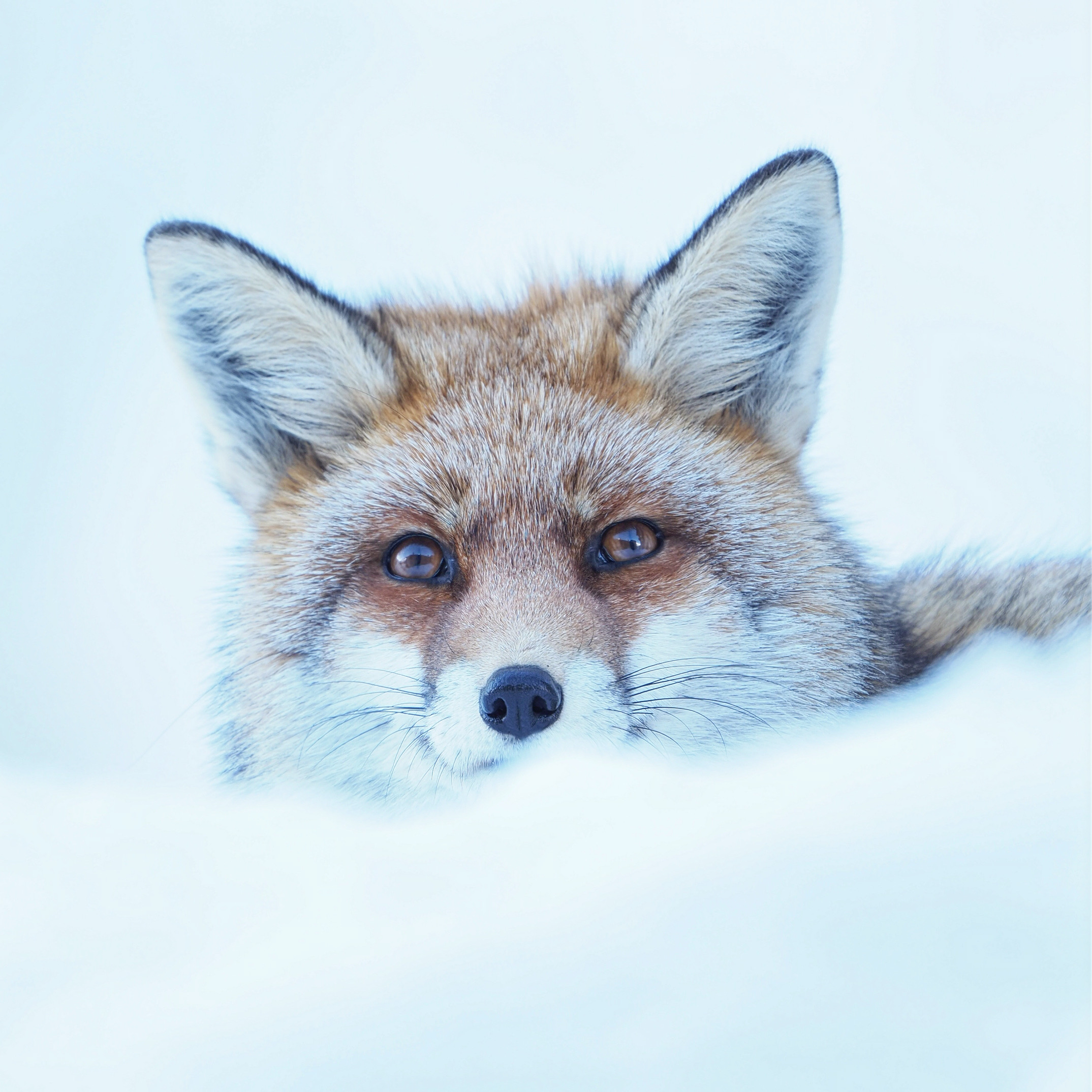 Winter Fox