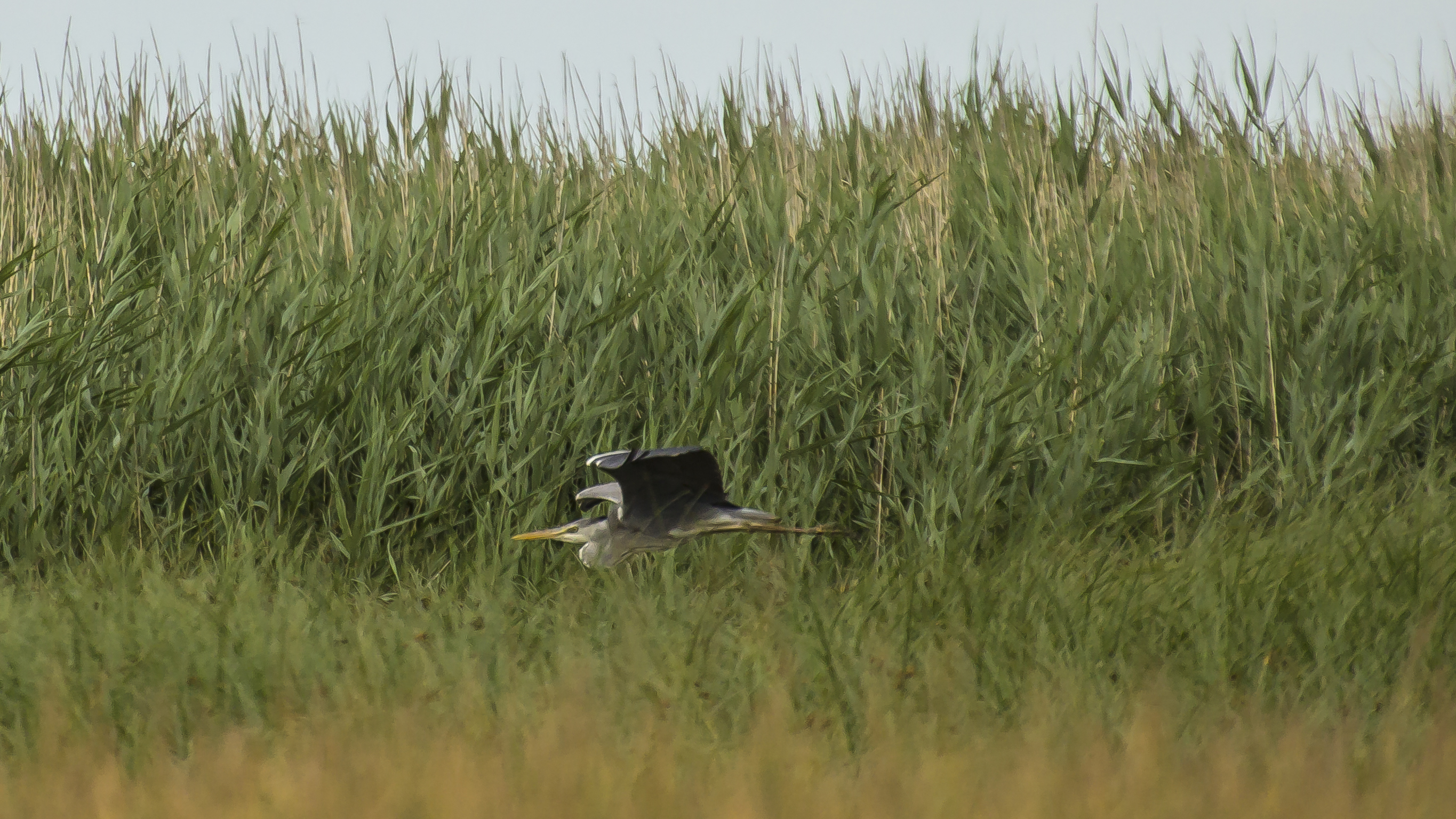 gray heron in the reeds