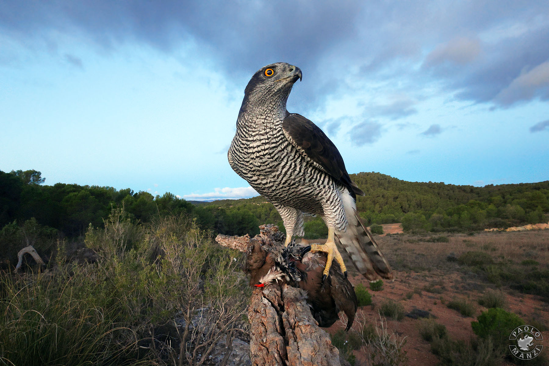 Astore da una diversa prospettiva