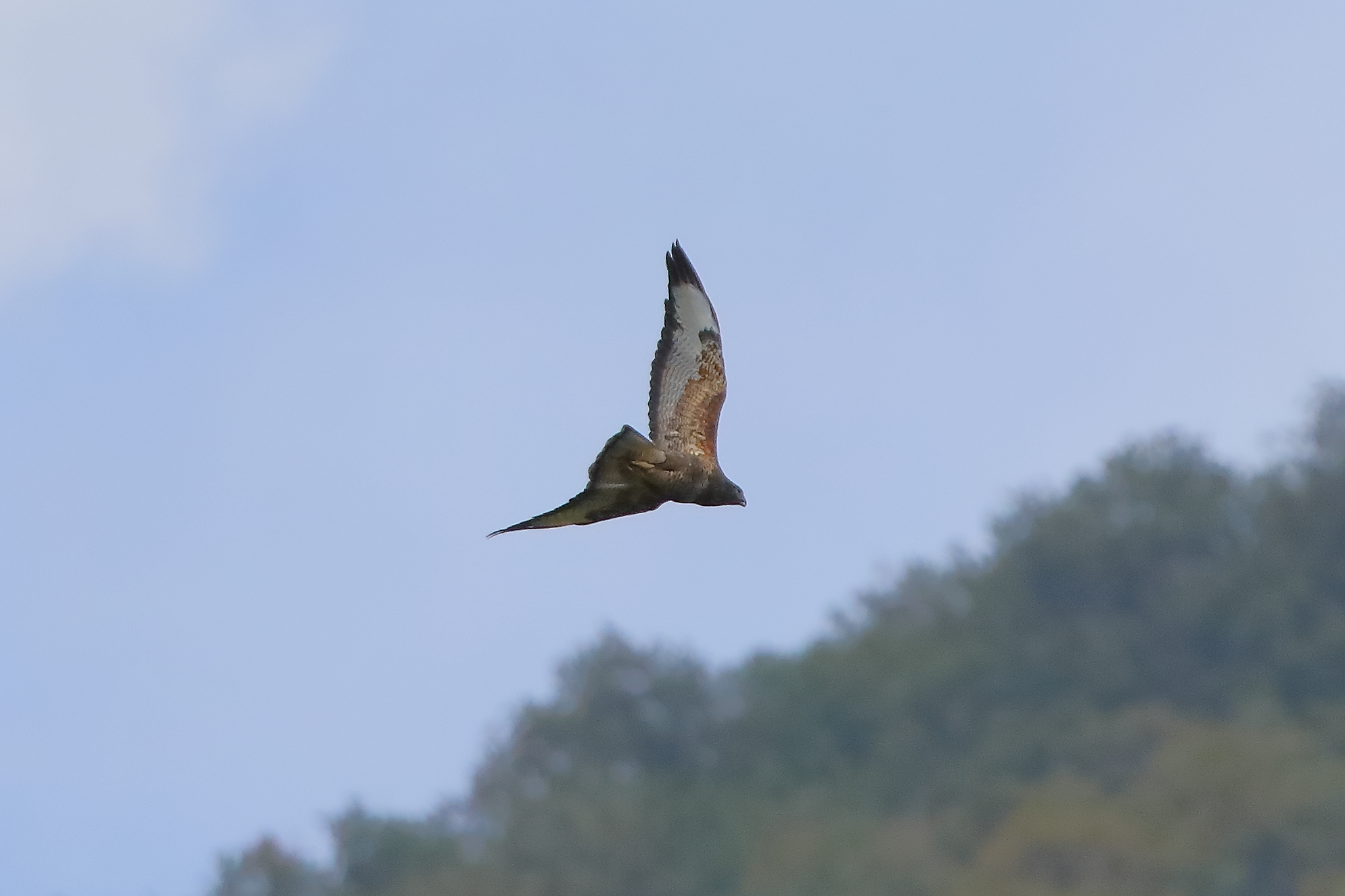 Buzzard 20-09-2023