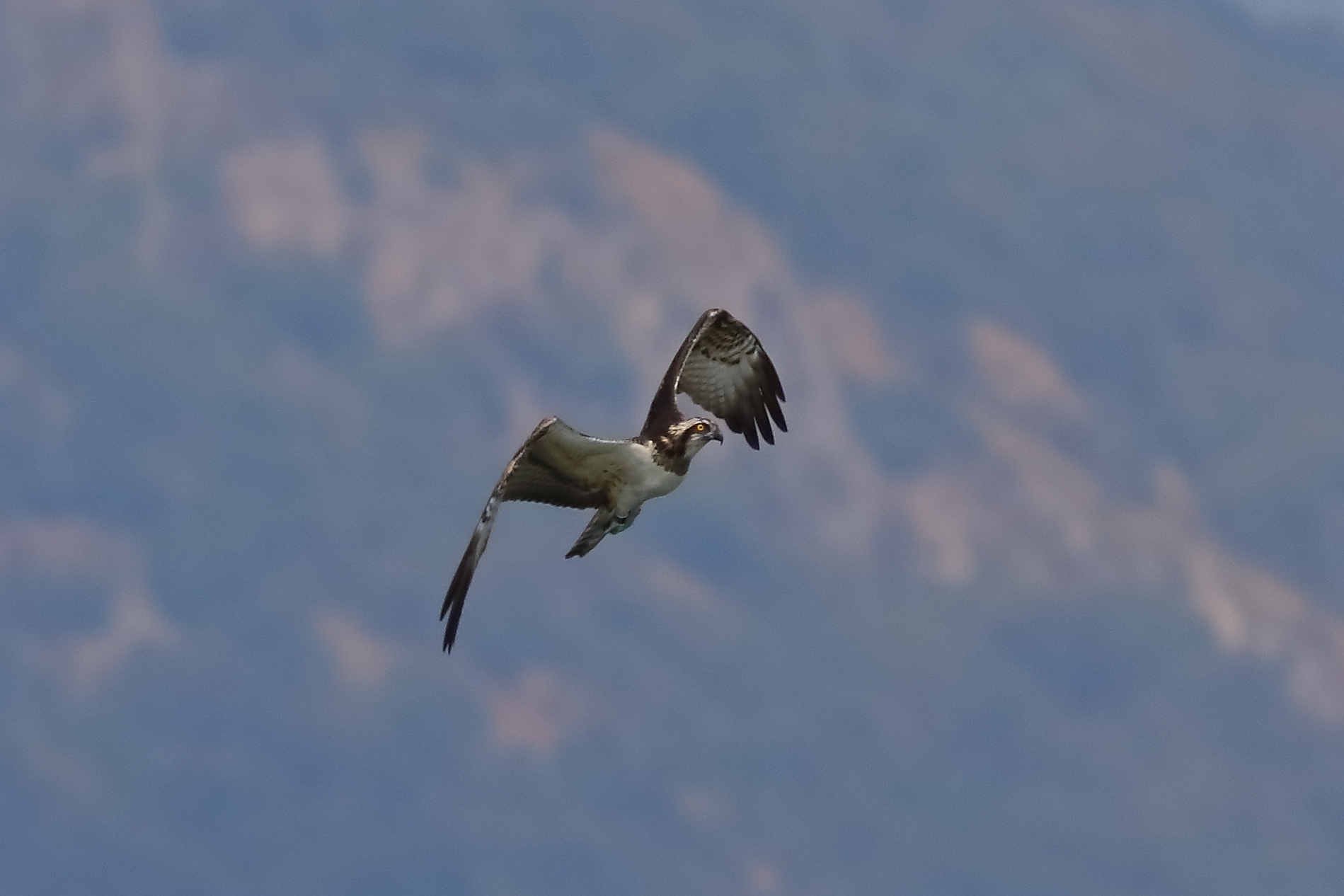 Osprey 04-09-2023