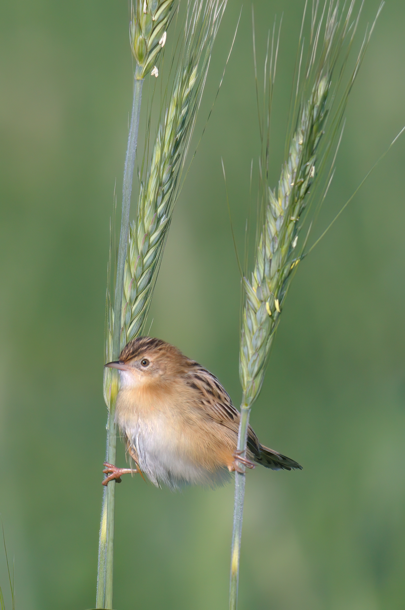 " exhibitionist " Flycatcher (Cisticola juncidis)