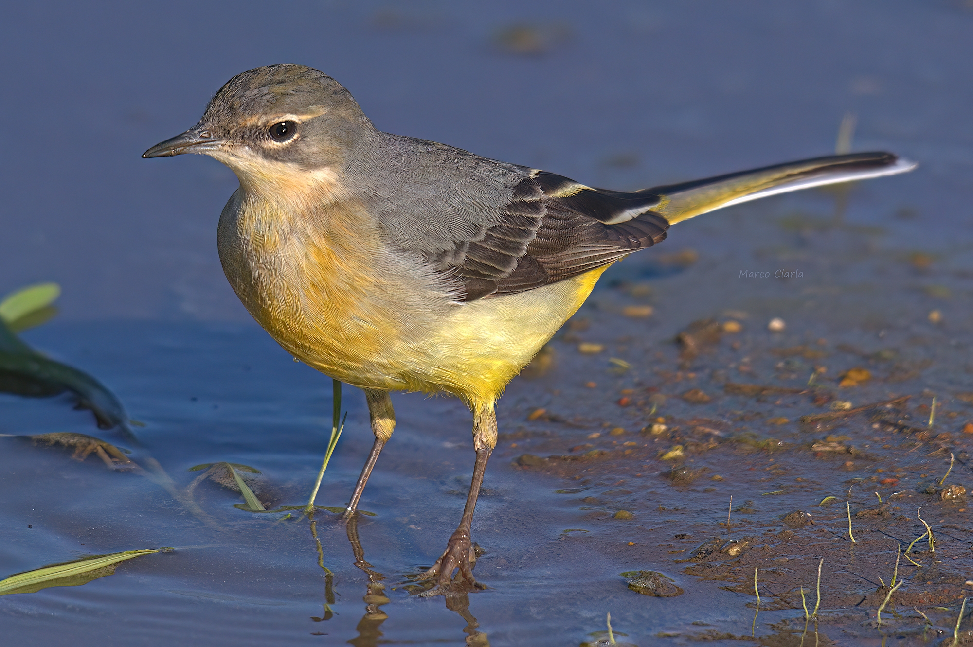 Yellow wagtail (Motacilla cinerea)