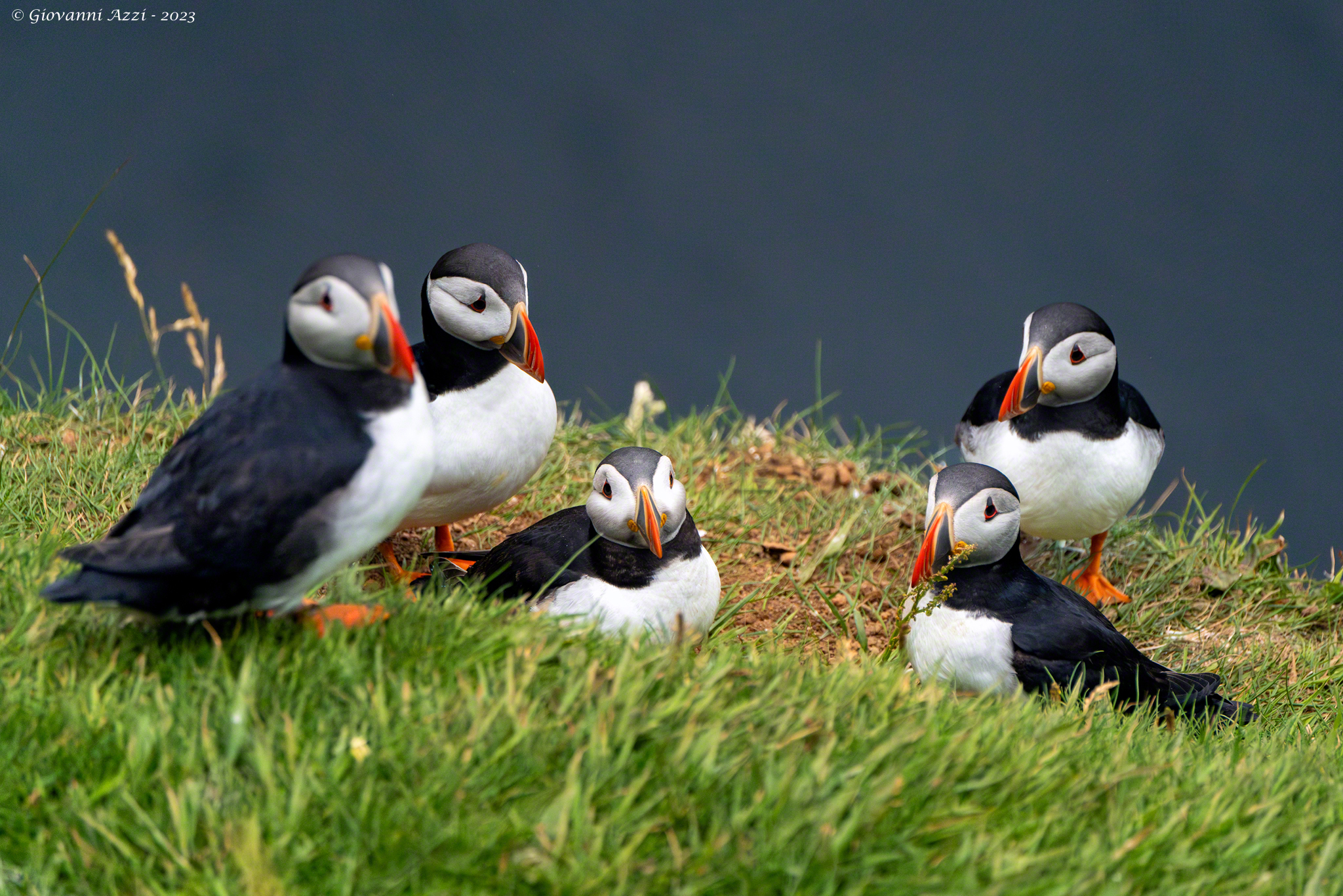 Puffin meeting