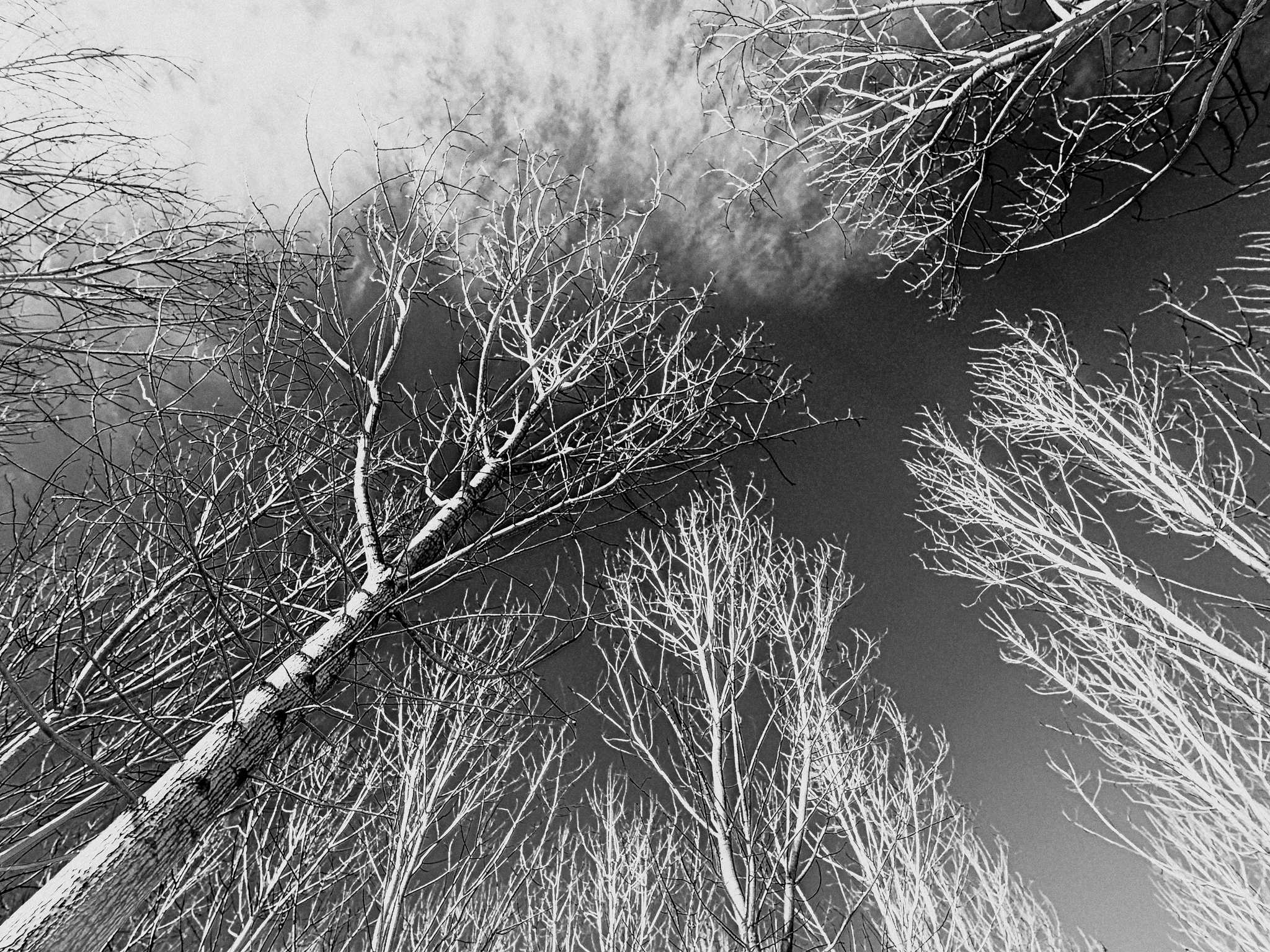 Even poplars dream of the sky