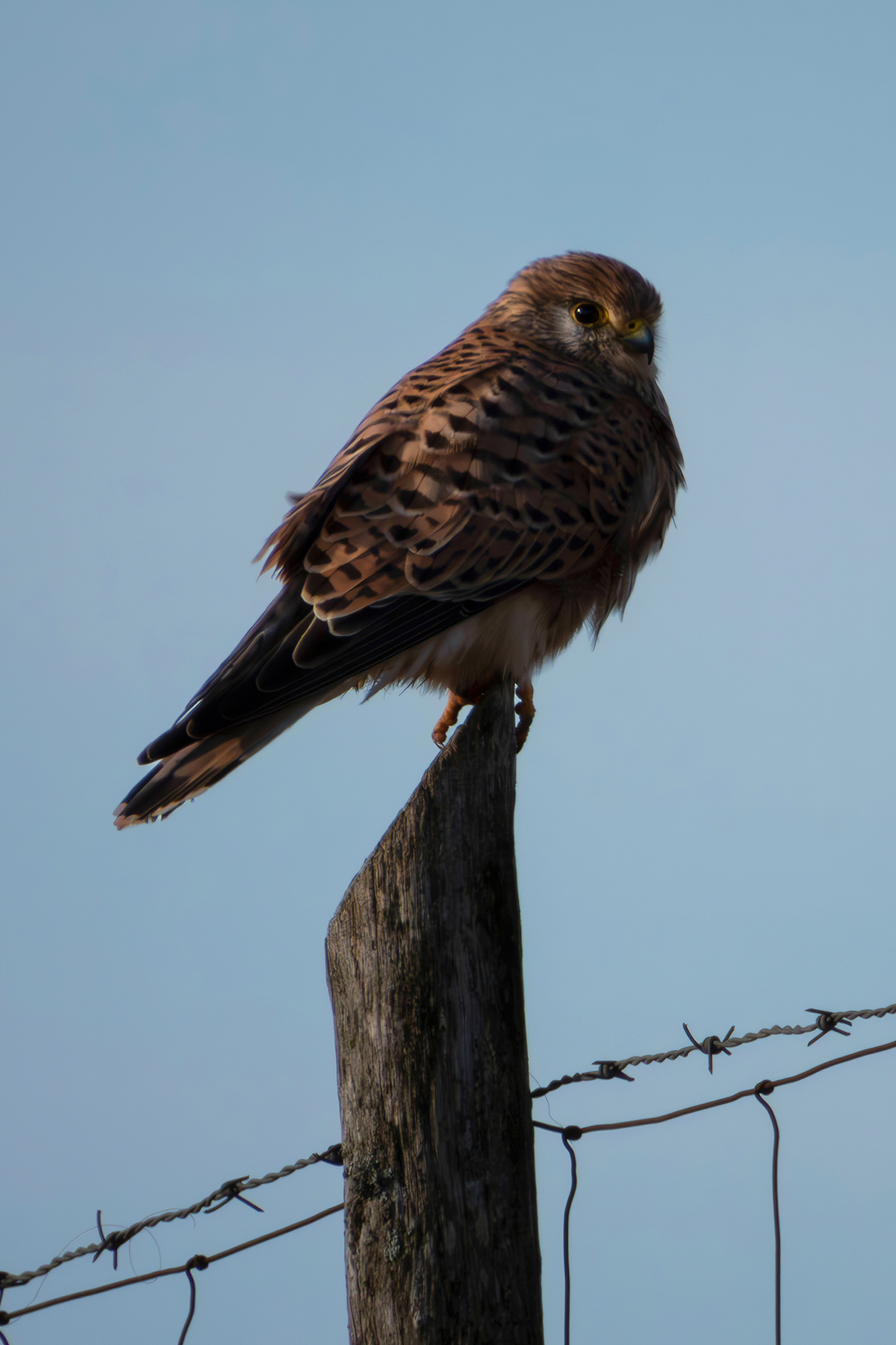 Kestrel