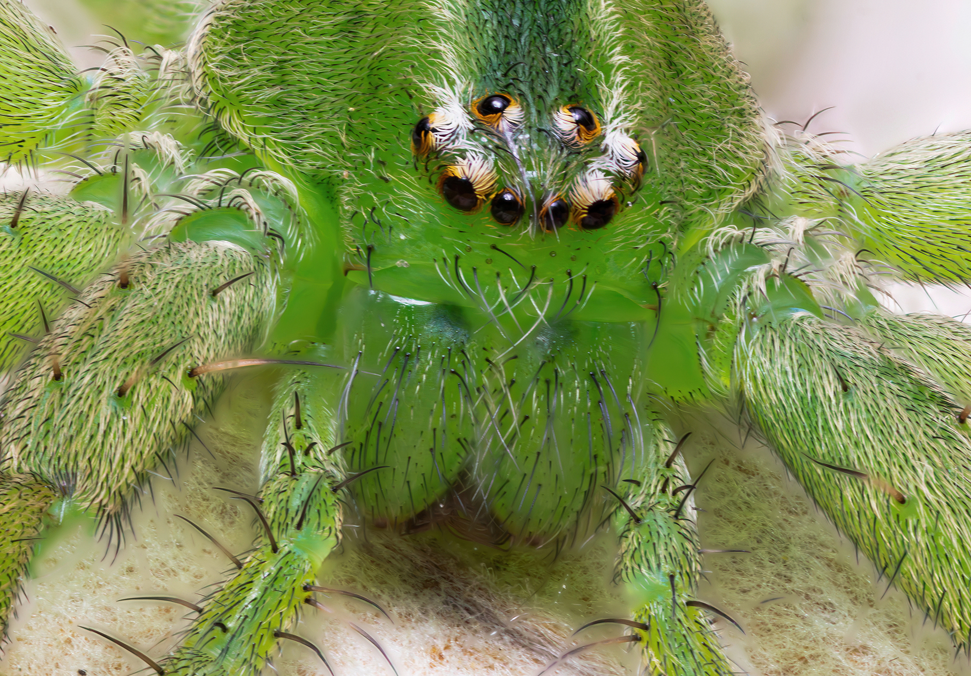 Micrommata virescens