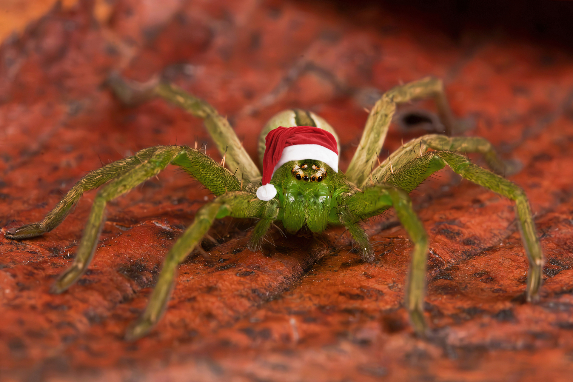 The Grinch Who Stole Christmas