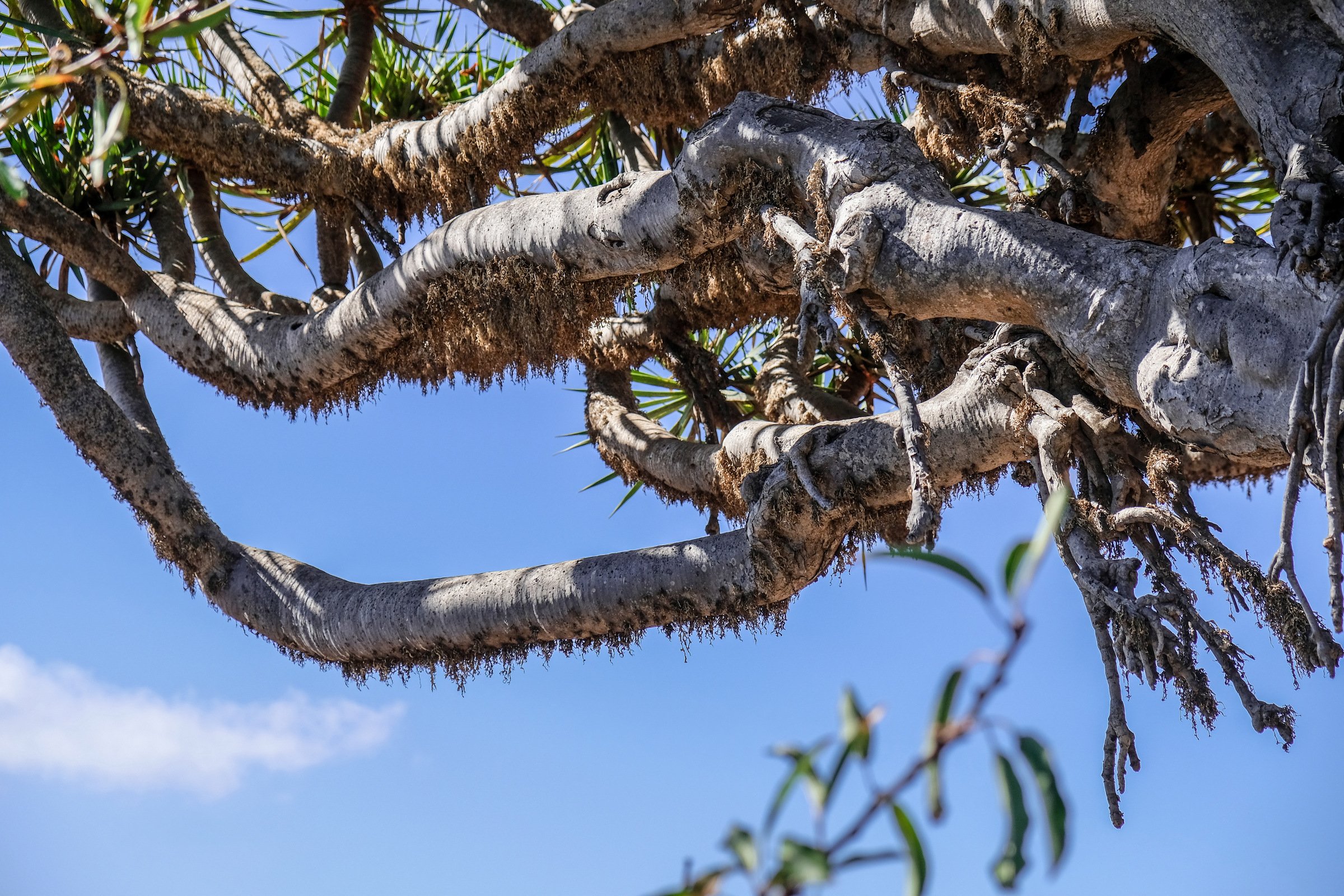 HUMEDAD EN EL DRAGO - LAS TRICIAS