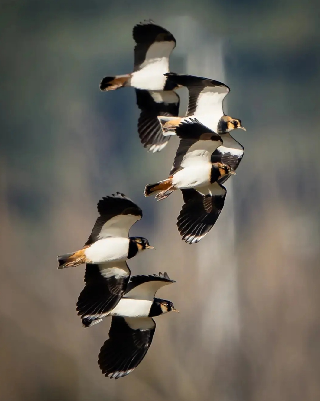 Lapwings in flight