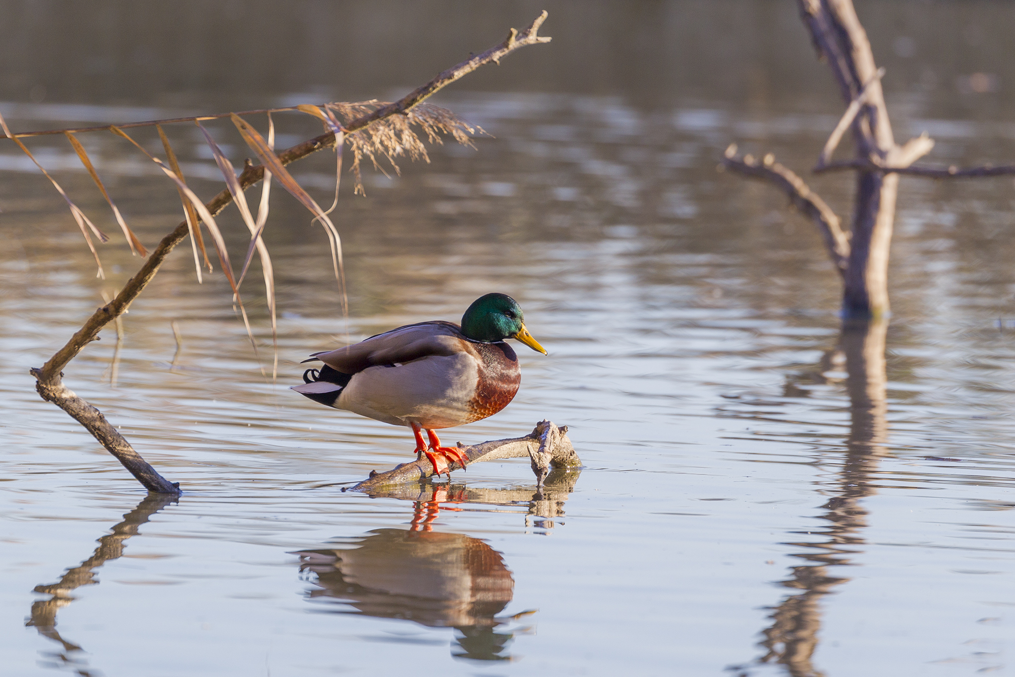 The rest of the mallard