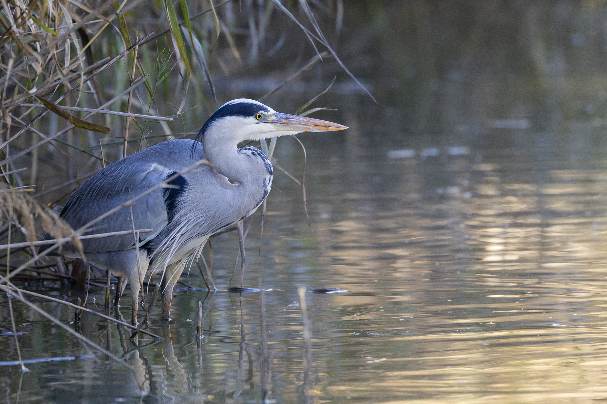 Grey Heron 2