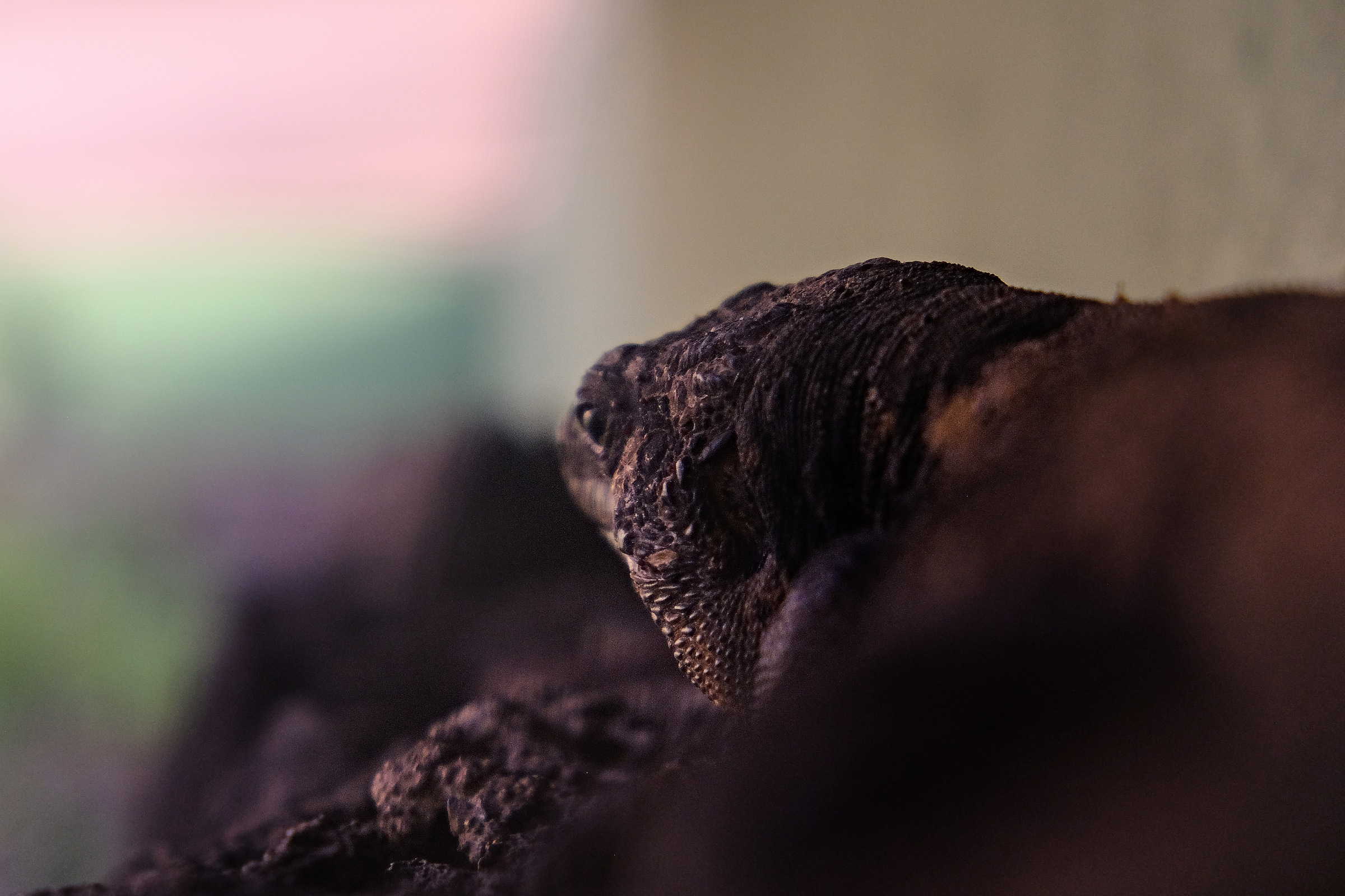 LAGARTO GIGANTE DE EL HIERRO