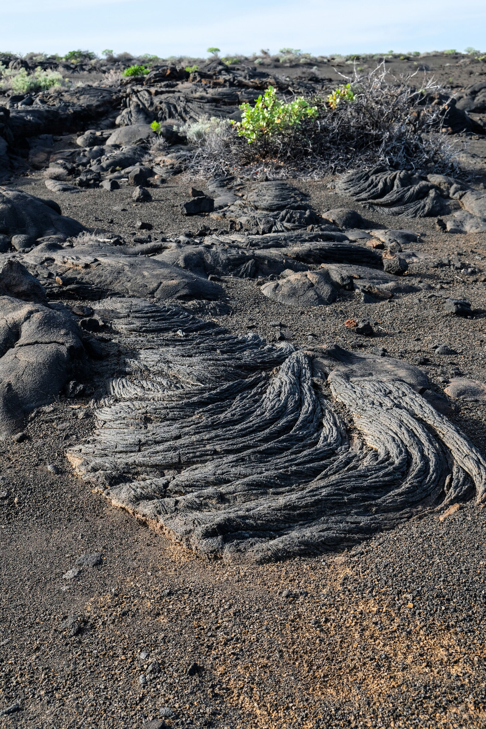 FAJANA A LA RESTINGA