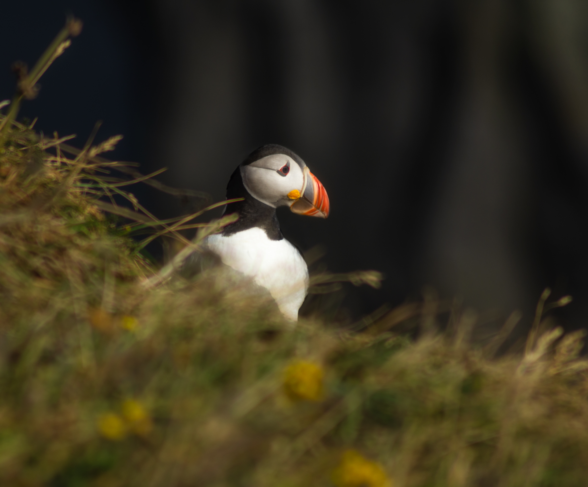 Puffin