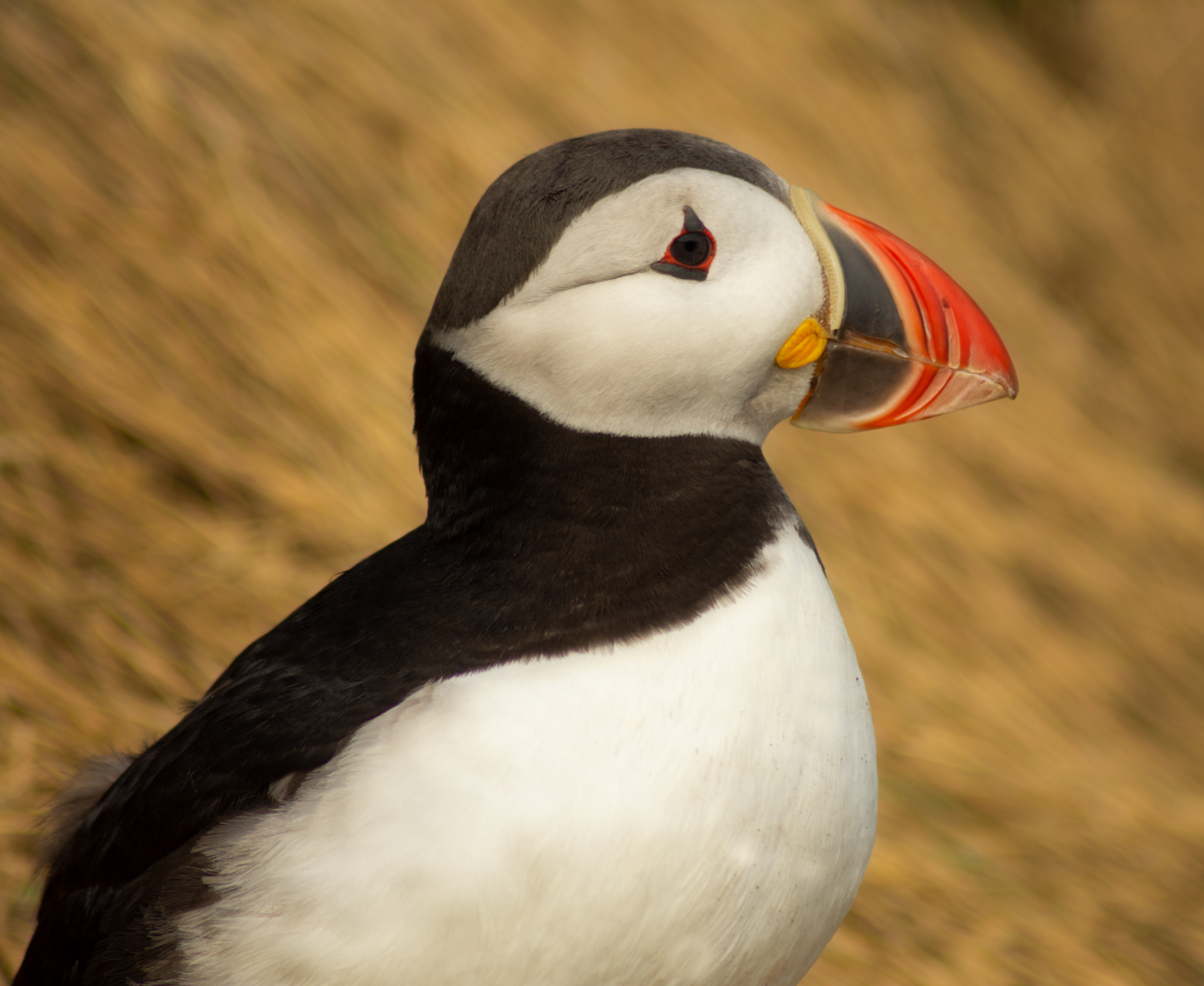 Puffin