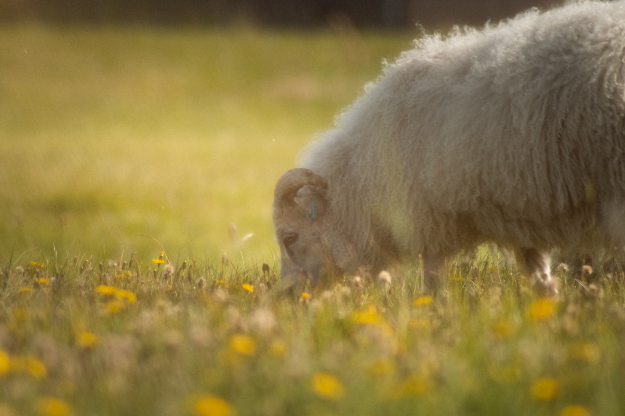 Icelandic sheep