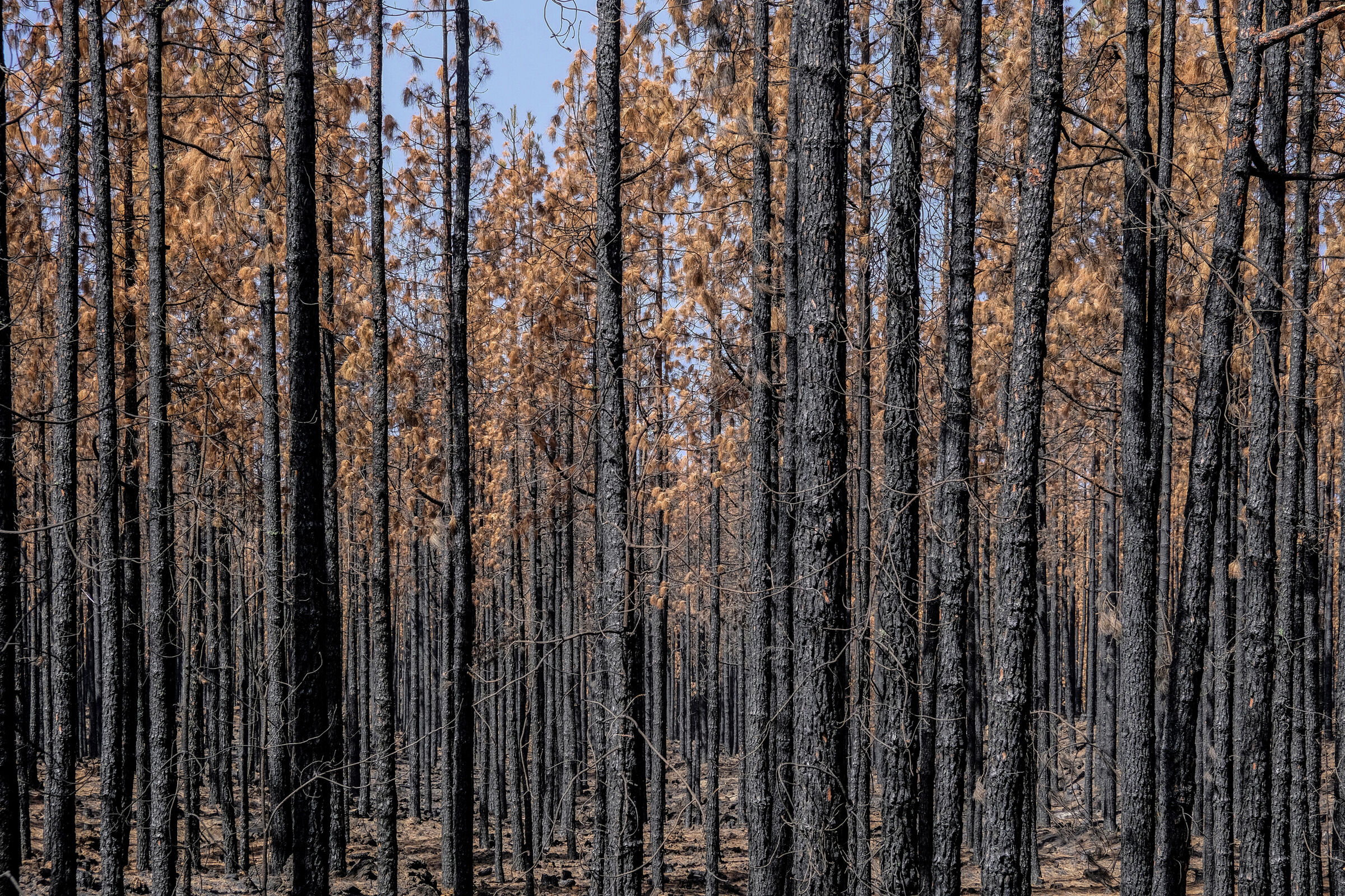 CORONA FORESTAL FIRE 2023