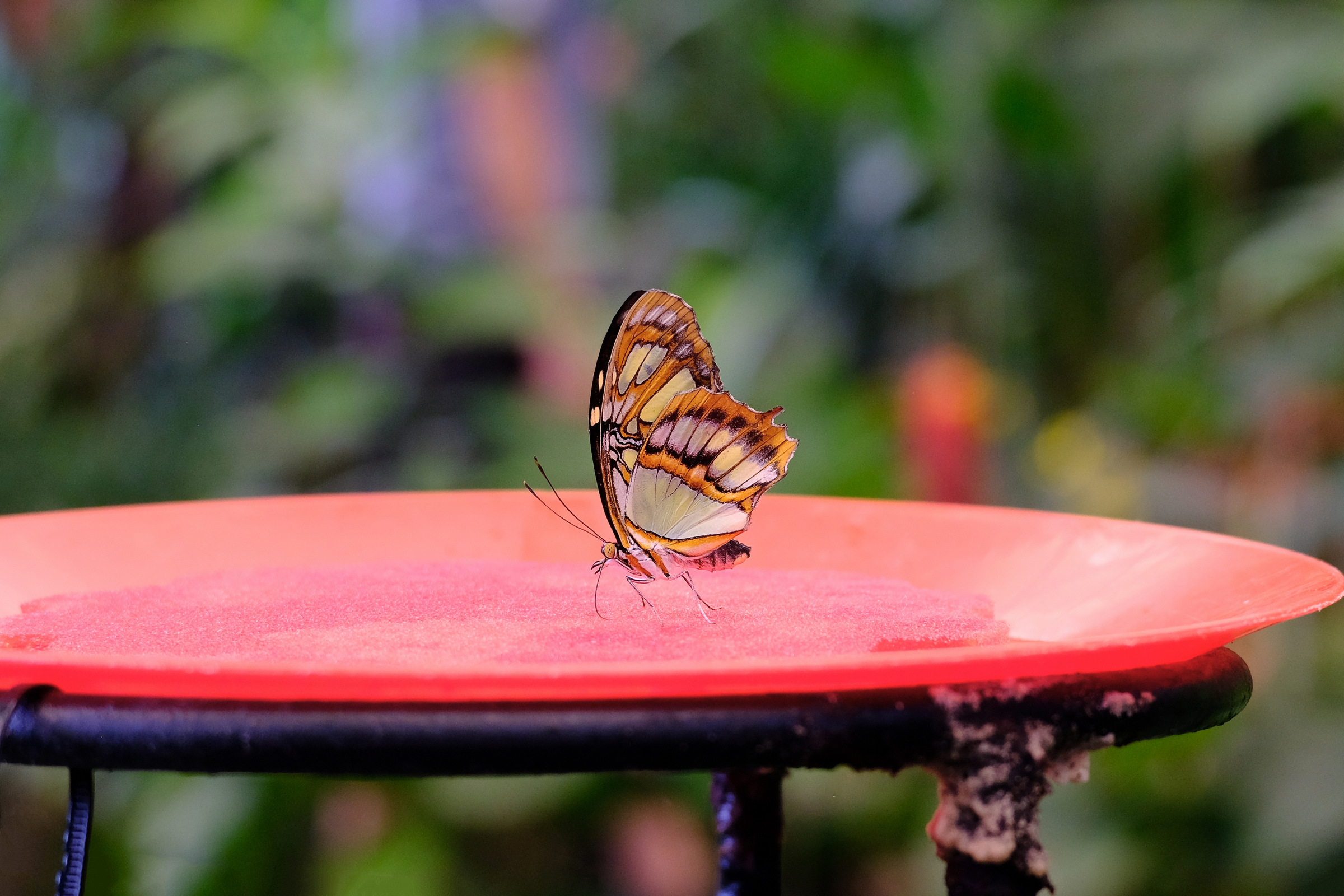 MARIPOSARIO DEL DRAGO - ICOD DE LOS VINOS