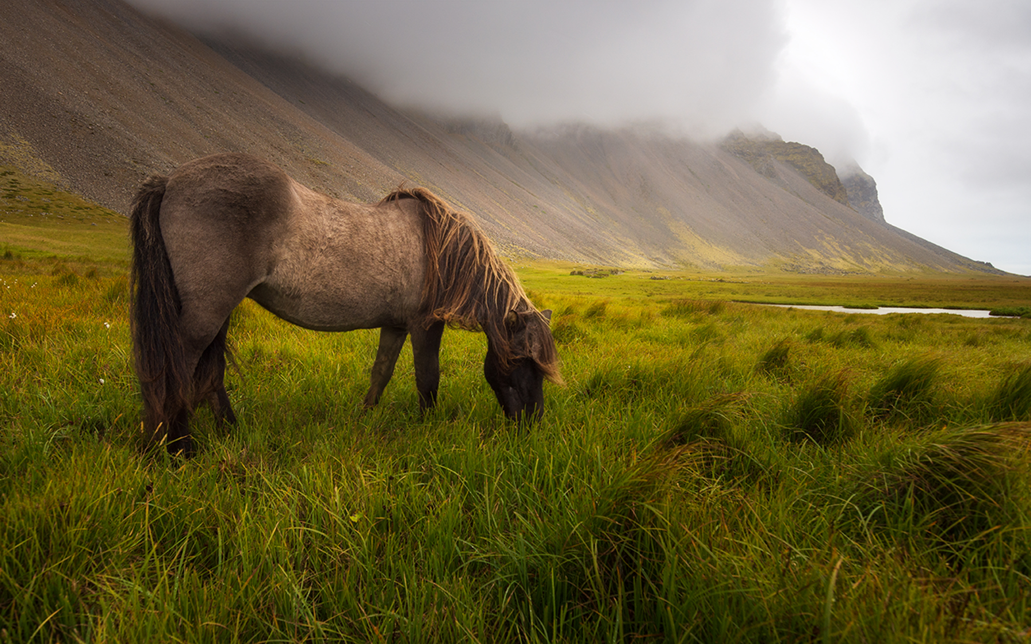 Icelandic horse
