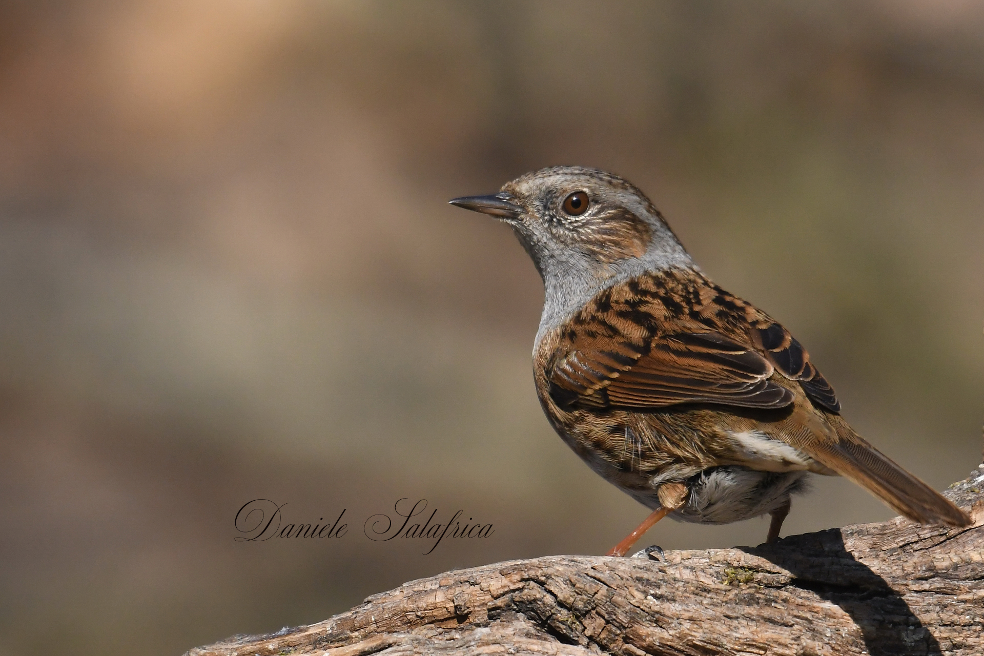 Dunnock
