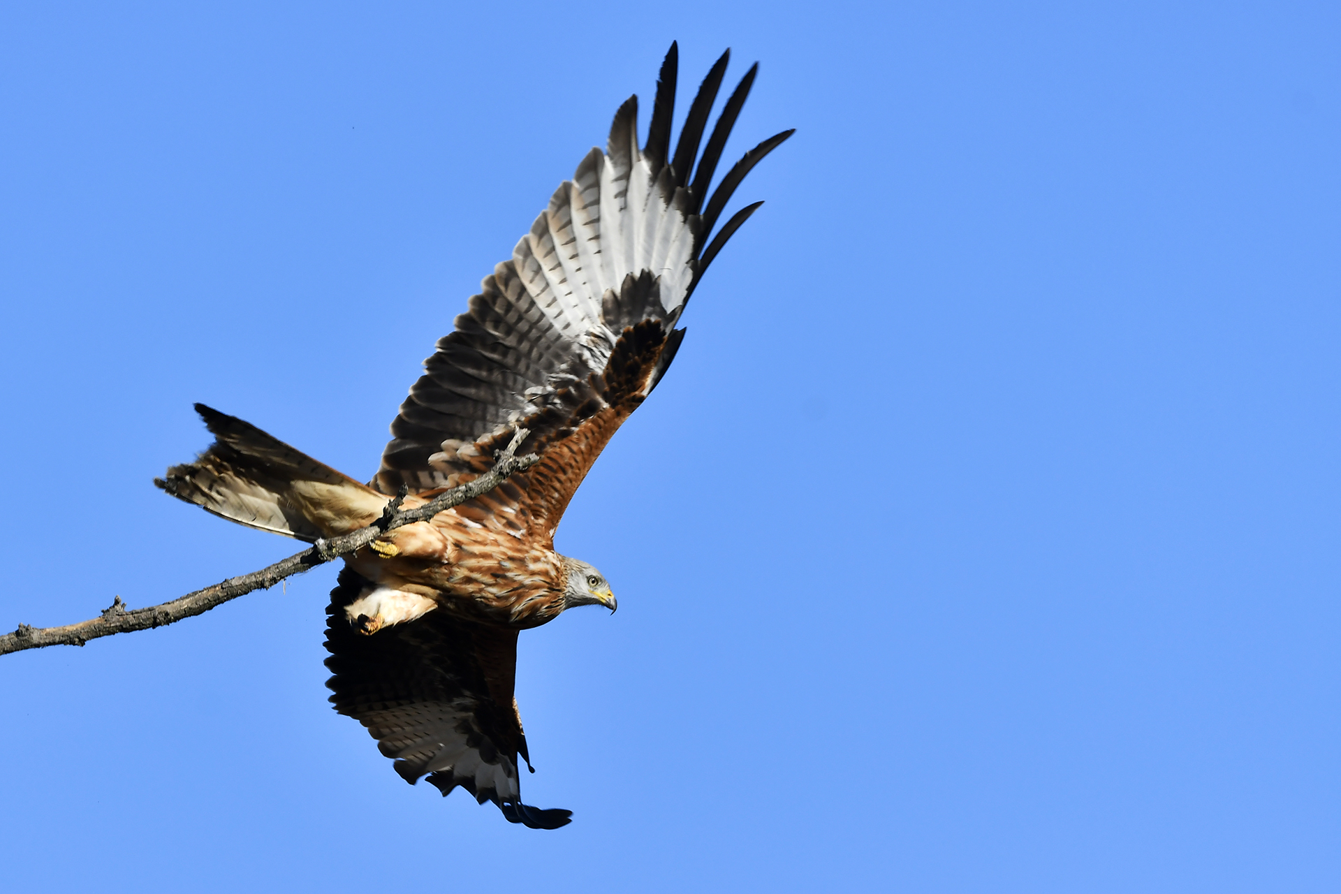 Red kite