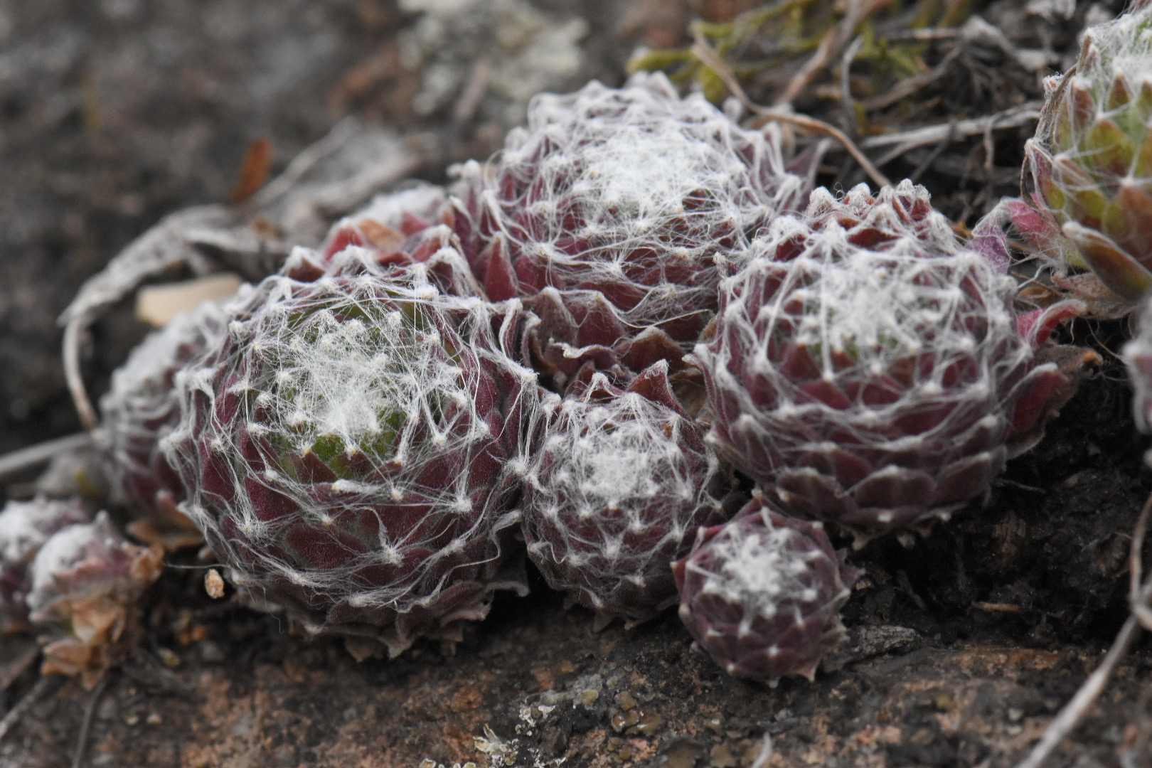 Semprevivo ragnateloso