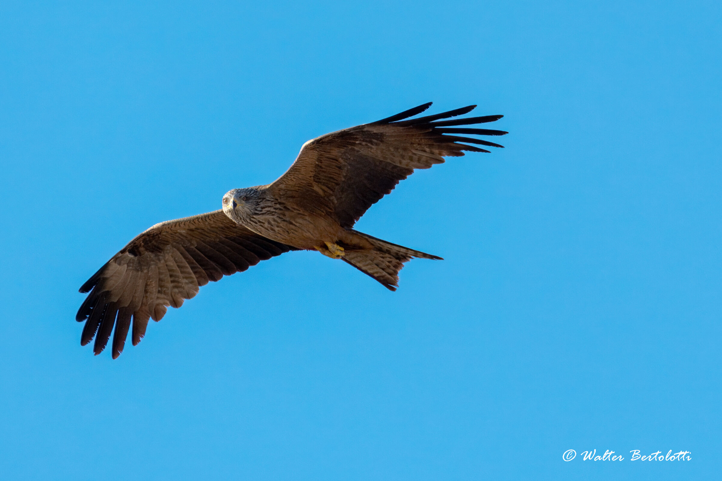 lo sguardo del nibbio