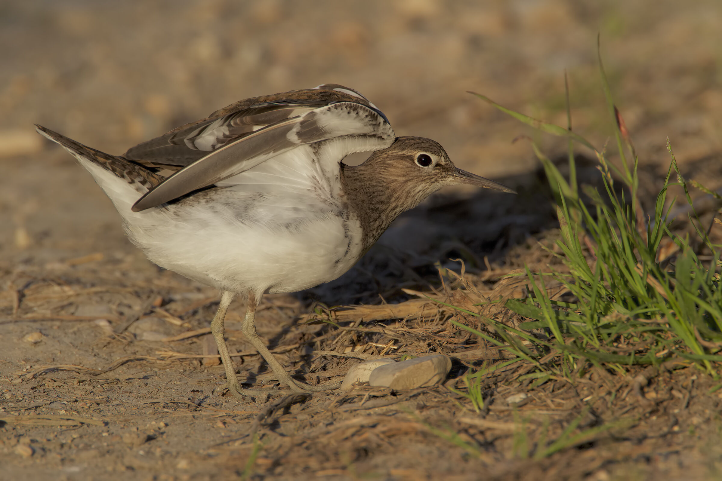 La stiracchiatina del Piro piro piccolo II^