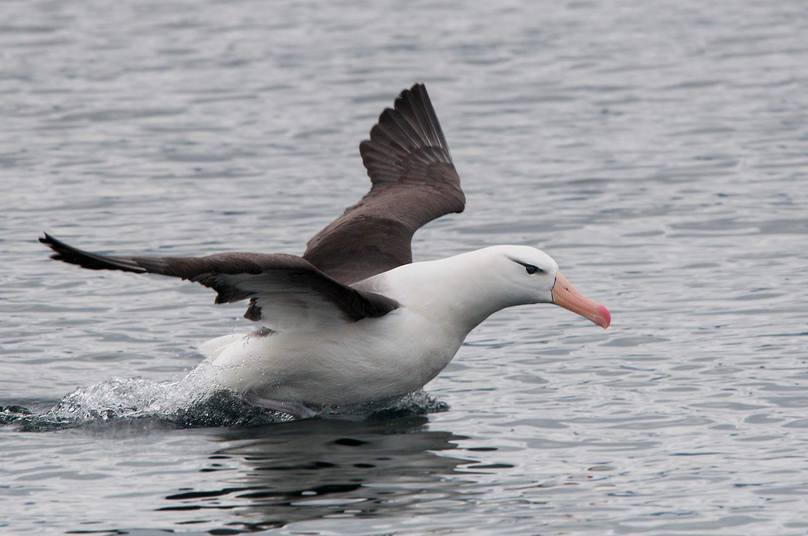 Albatross in flight