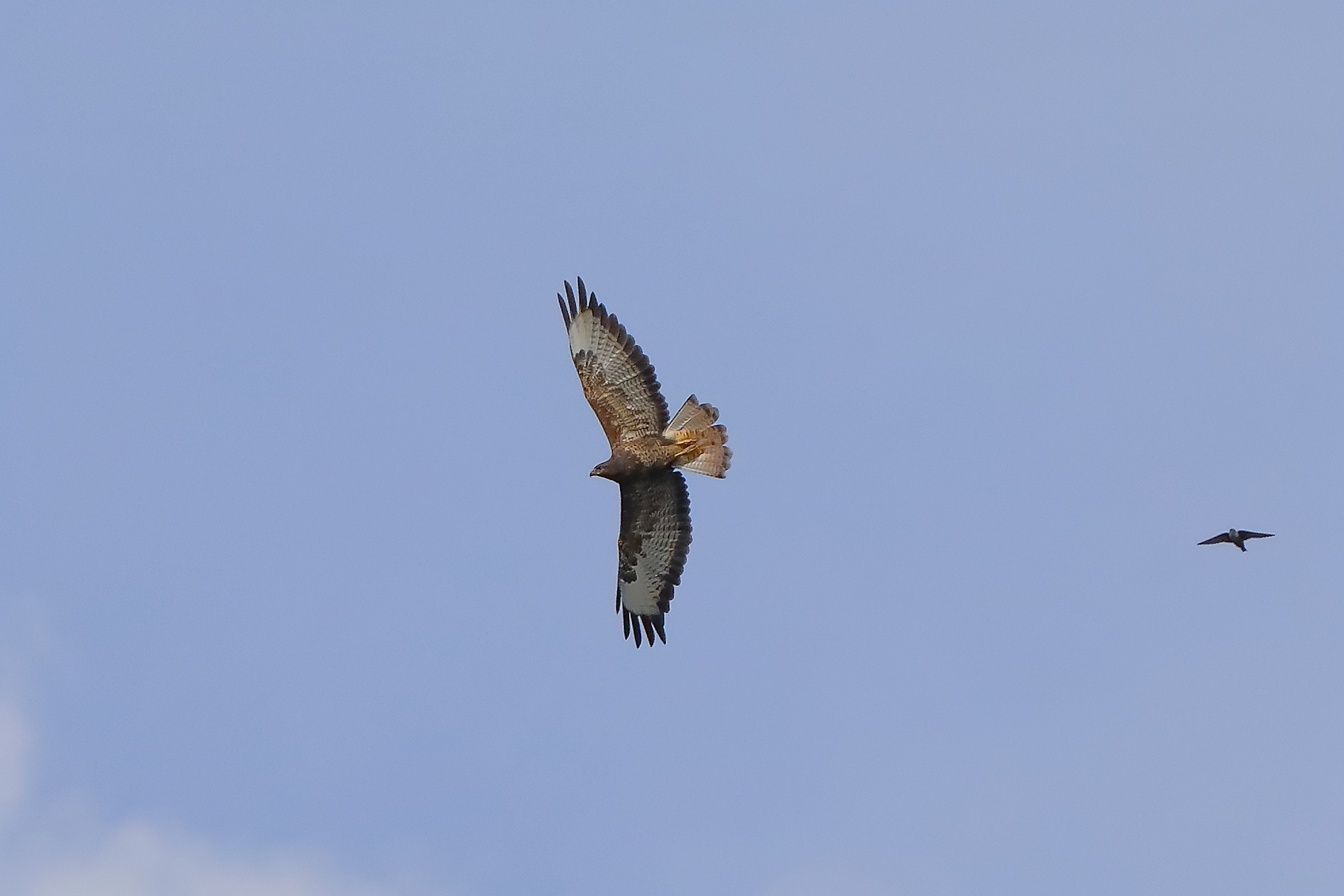Buzzard 20-09-2023