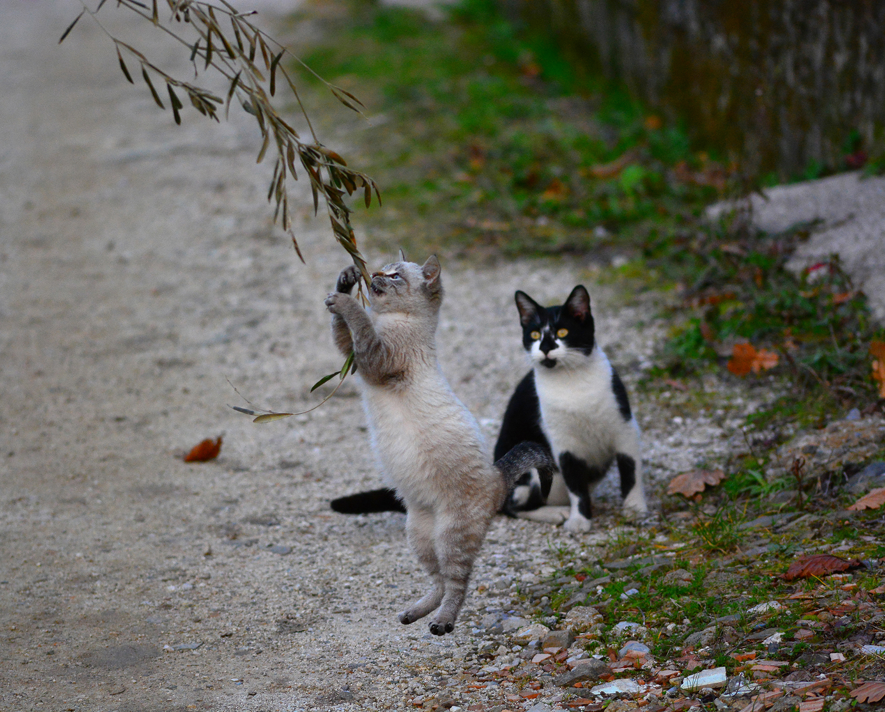 "Ehi ma tu salti più di me! "