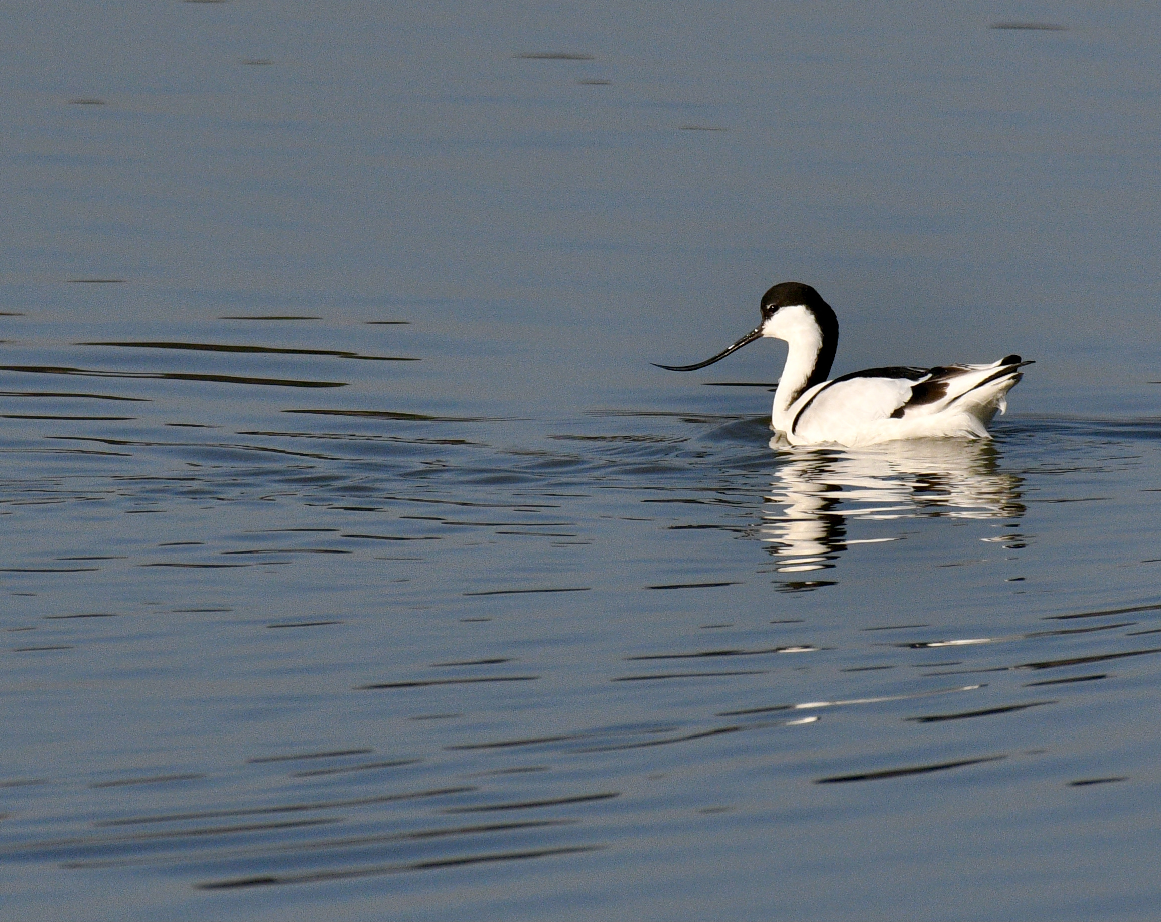 avocet