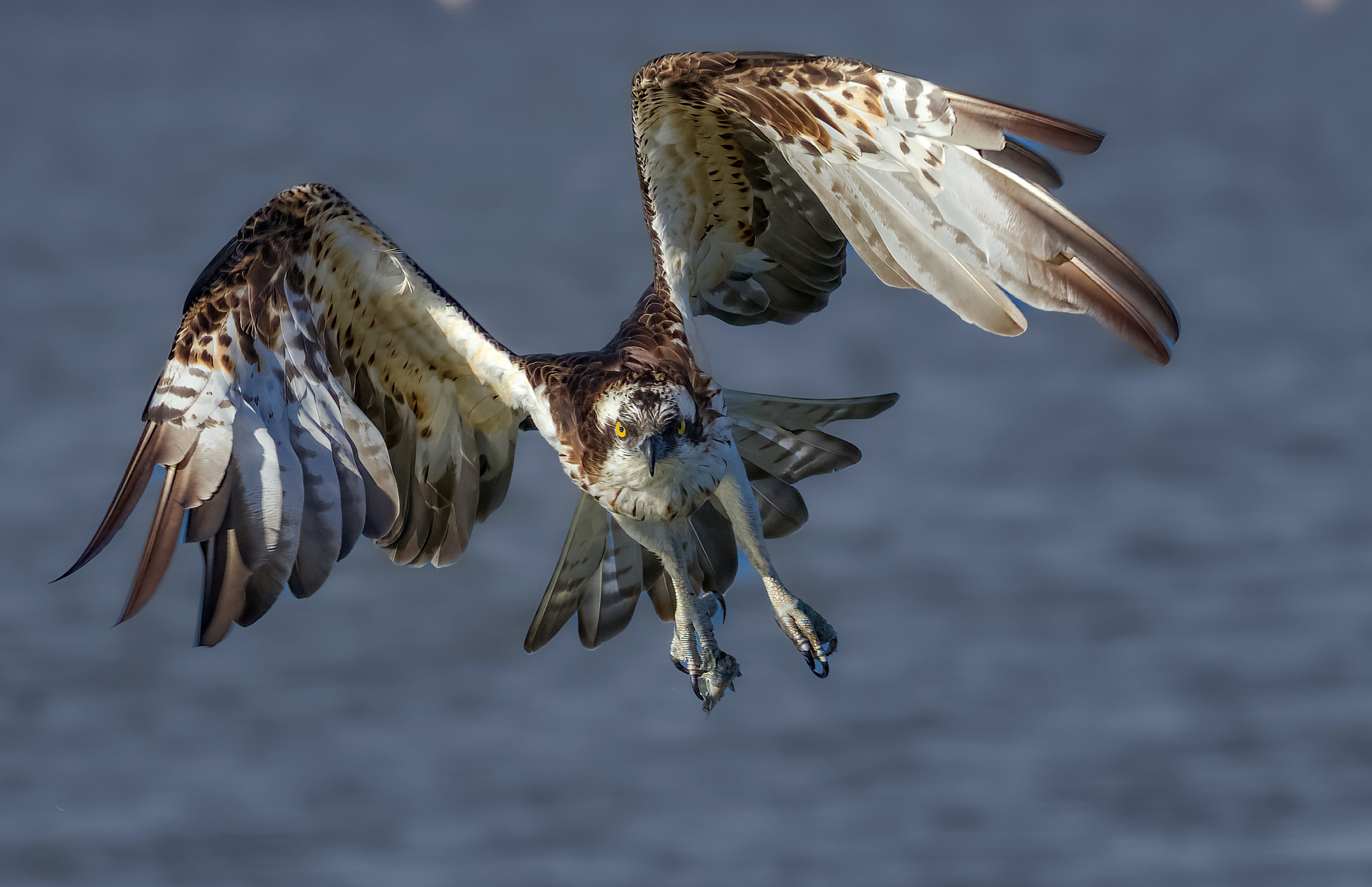 Osprey in flight