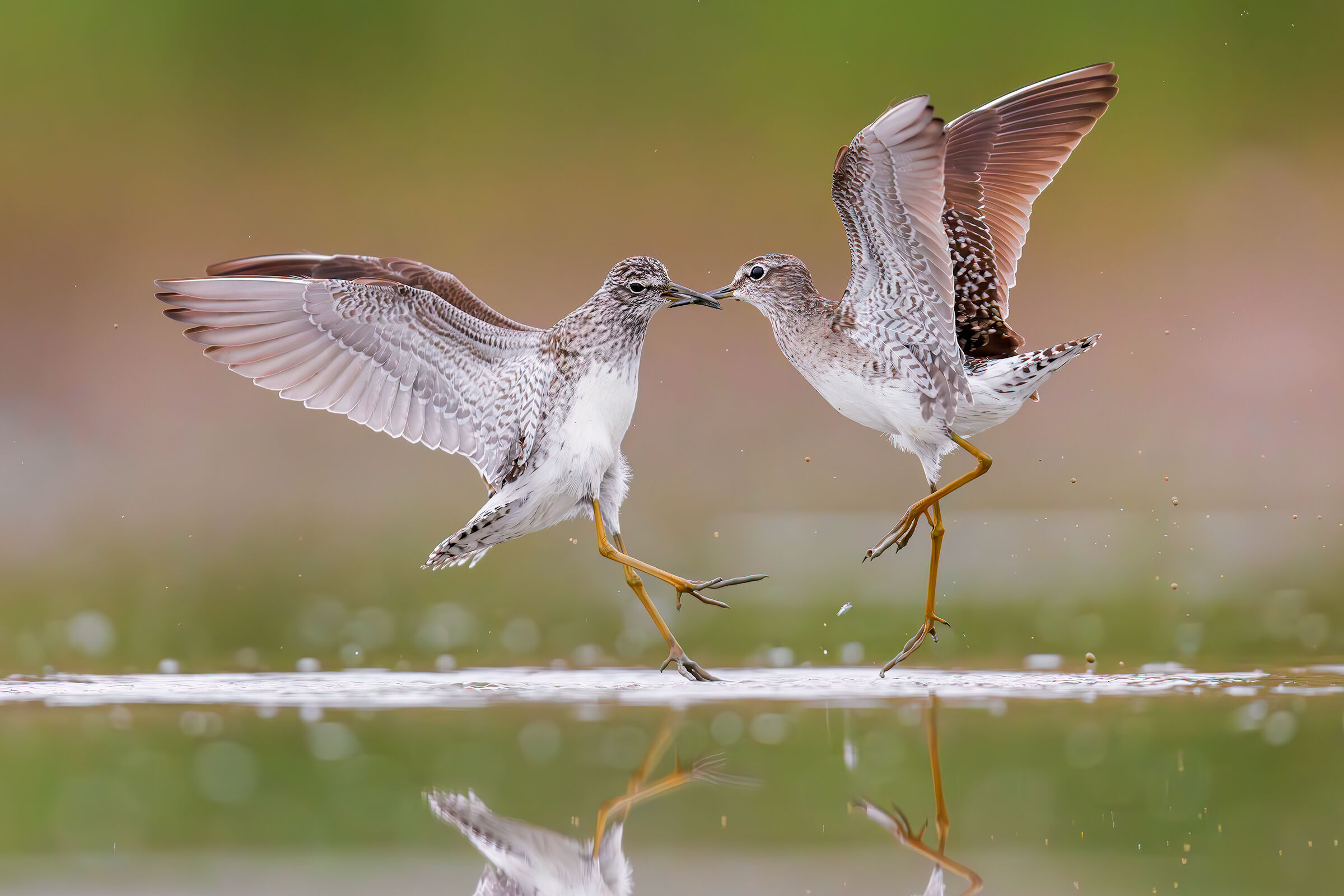 Piro Piro Boschereccio