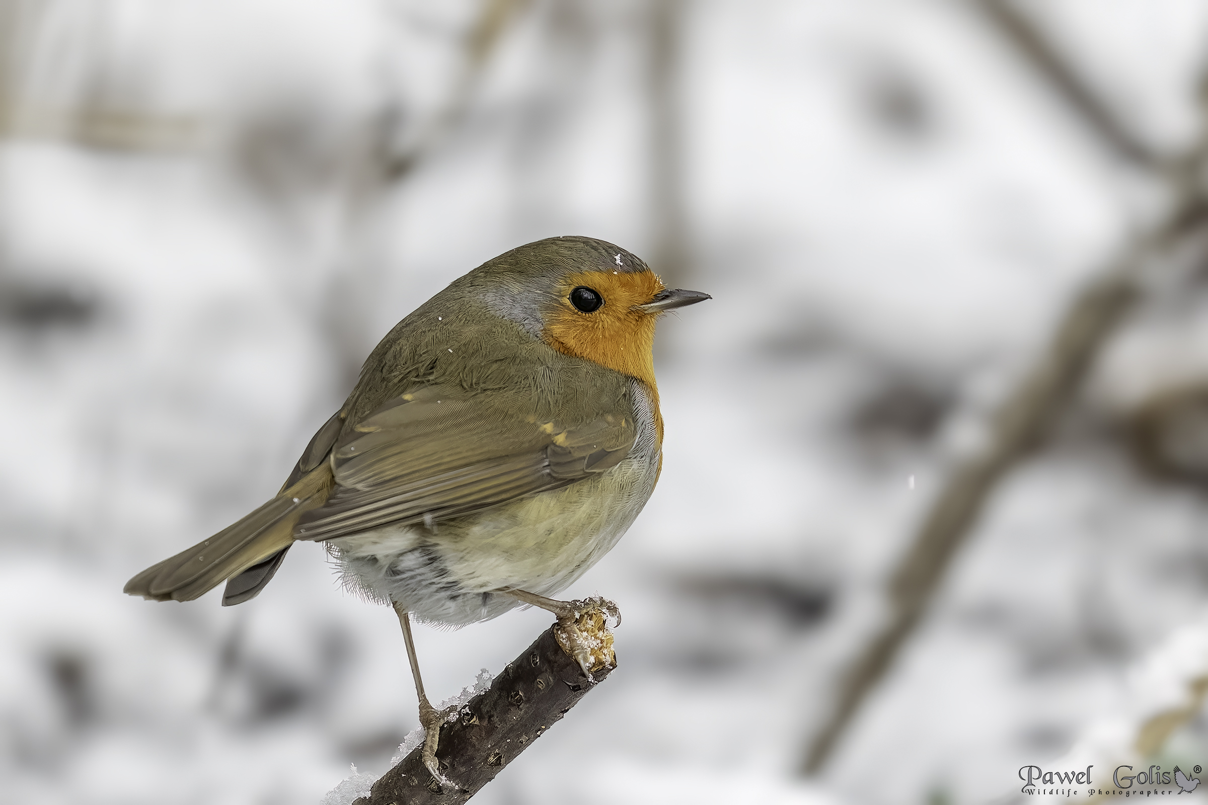 Pettirosso europeo (Erithacus rubecula)