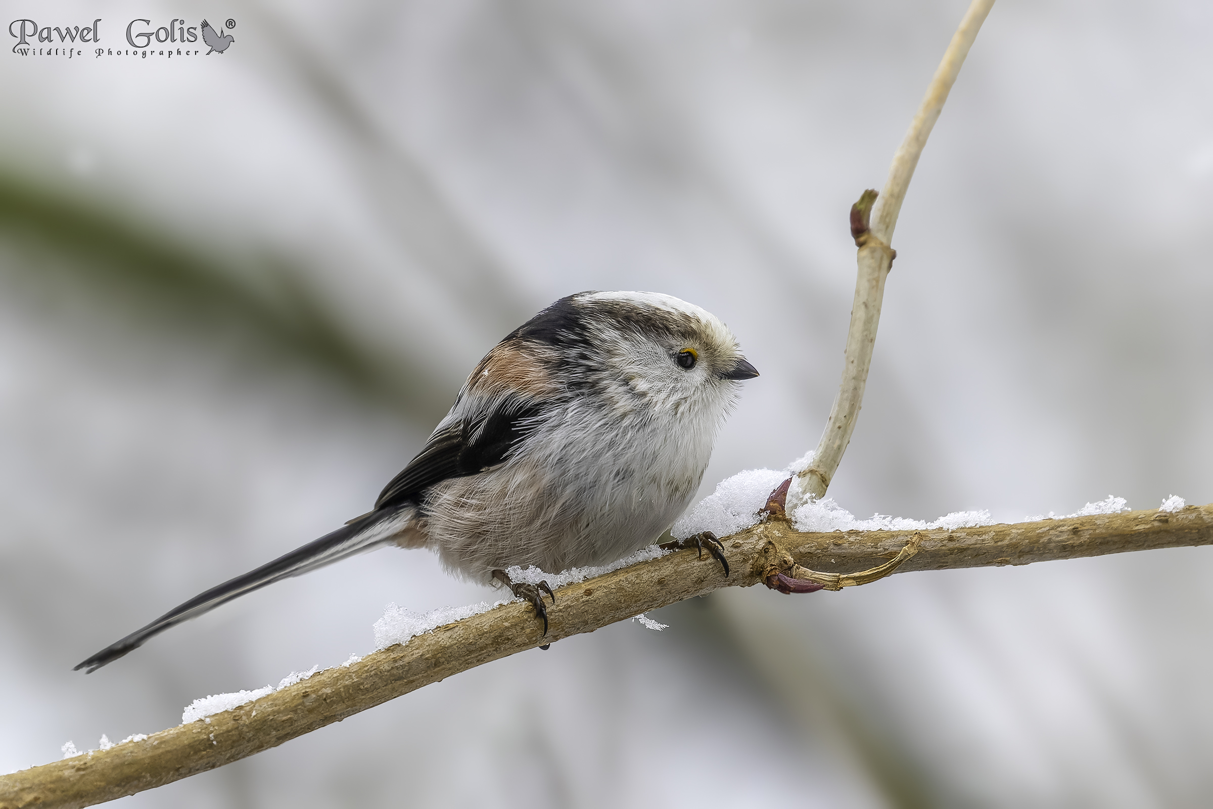 Long-tailed bushtit (Aegithalos caudatus)