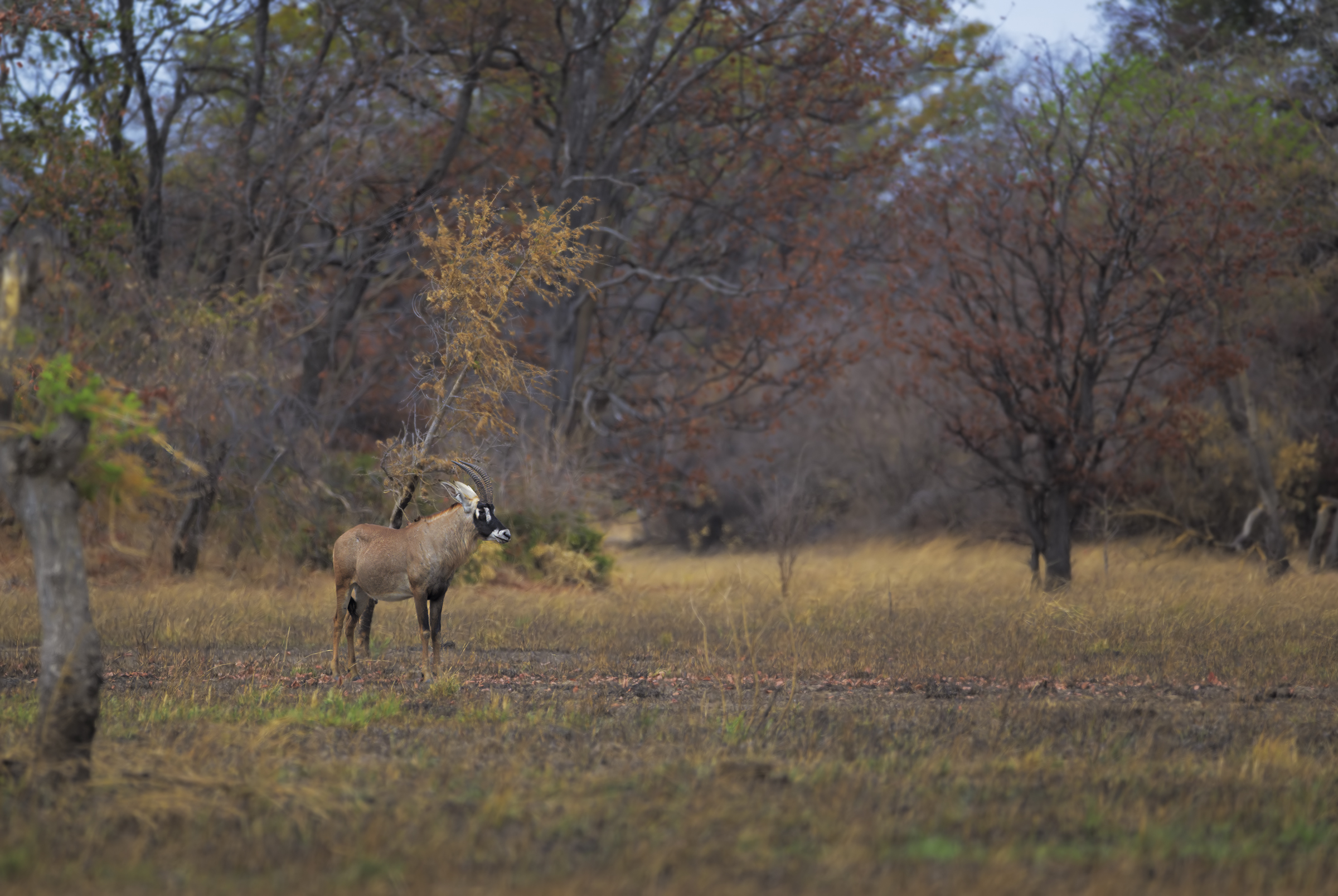 Il Cavaliere Mascherato