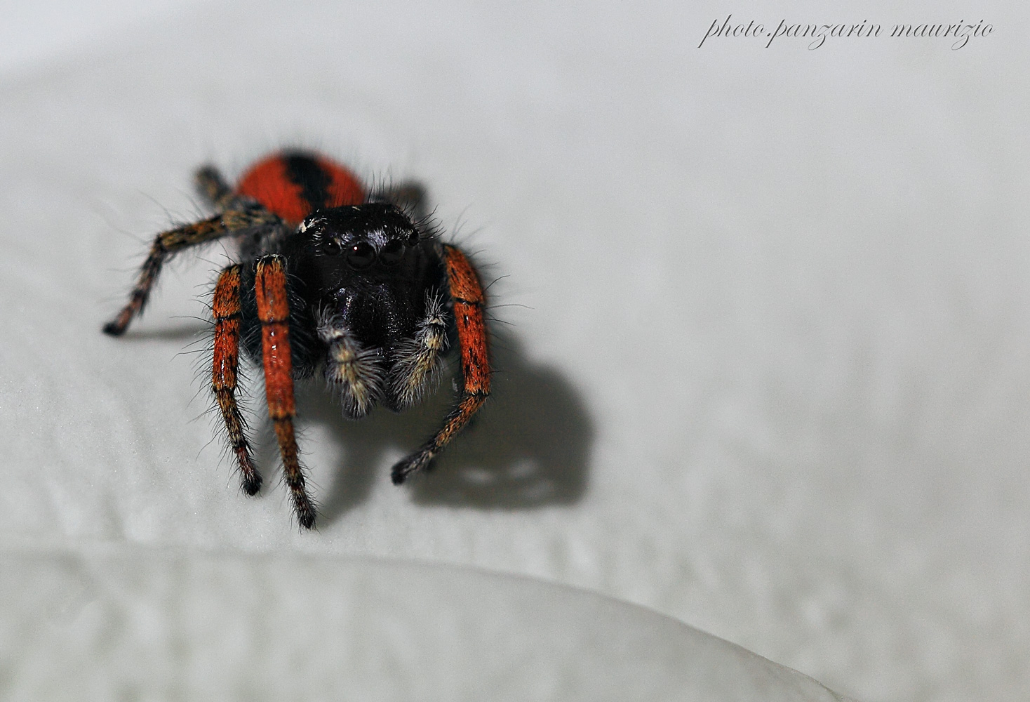 jumping spider