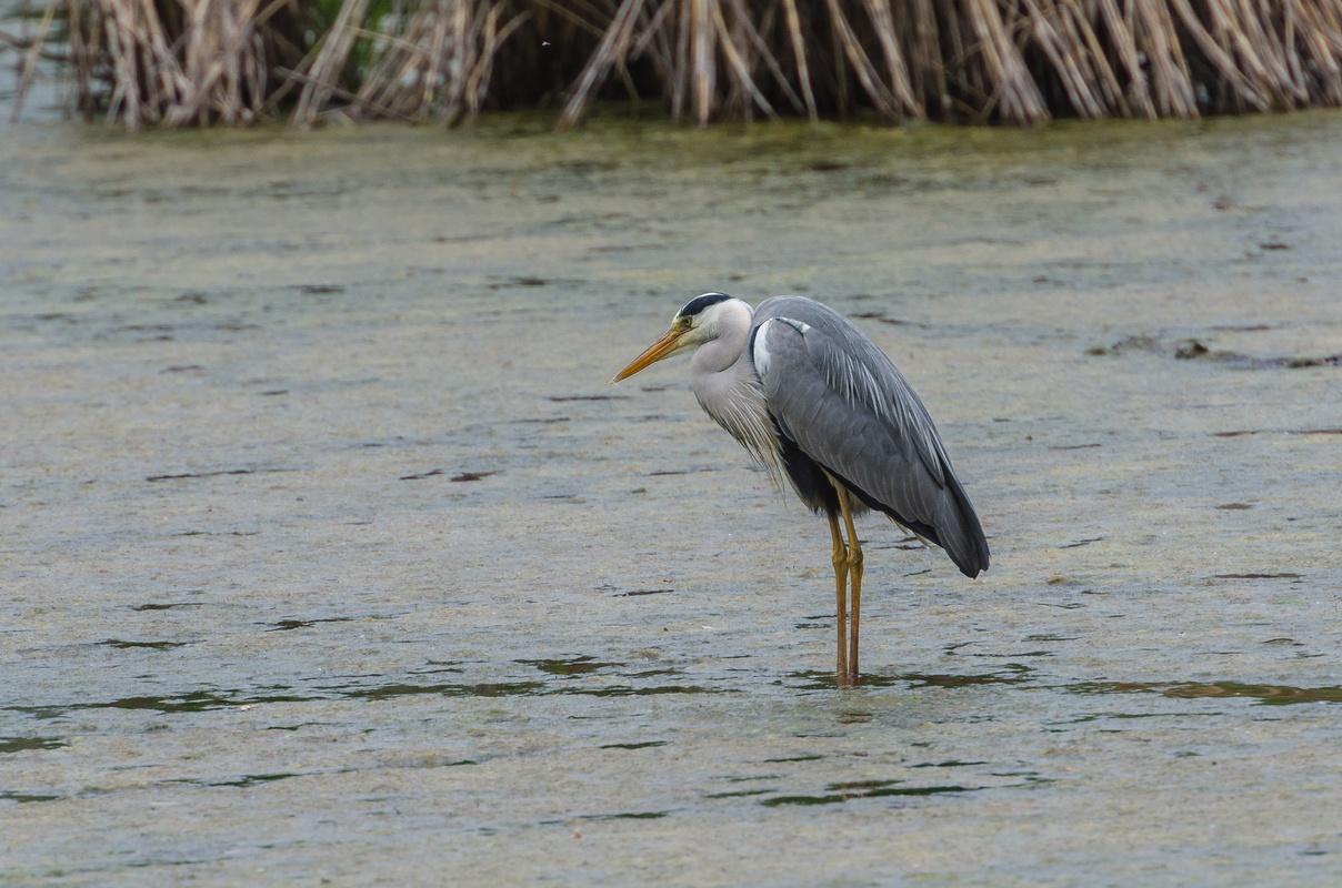 Geneva - Mategnin - Heron