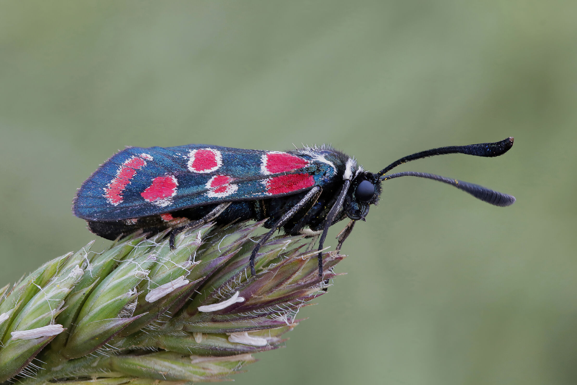 Zygaena carniolica