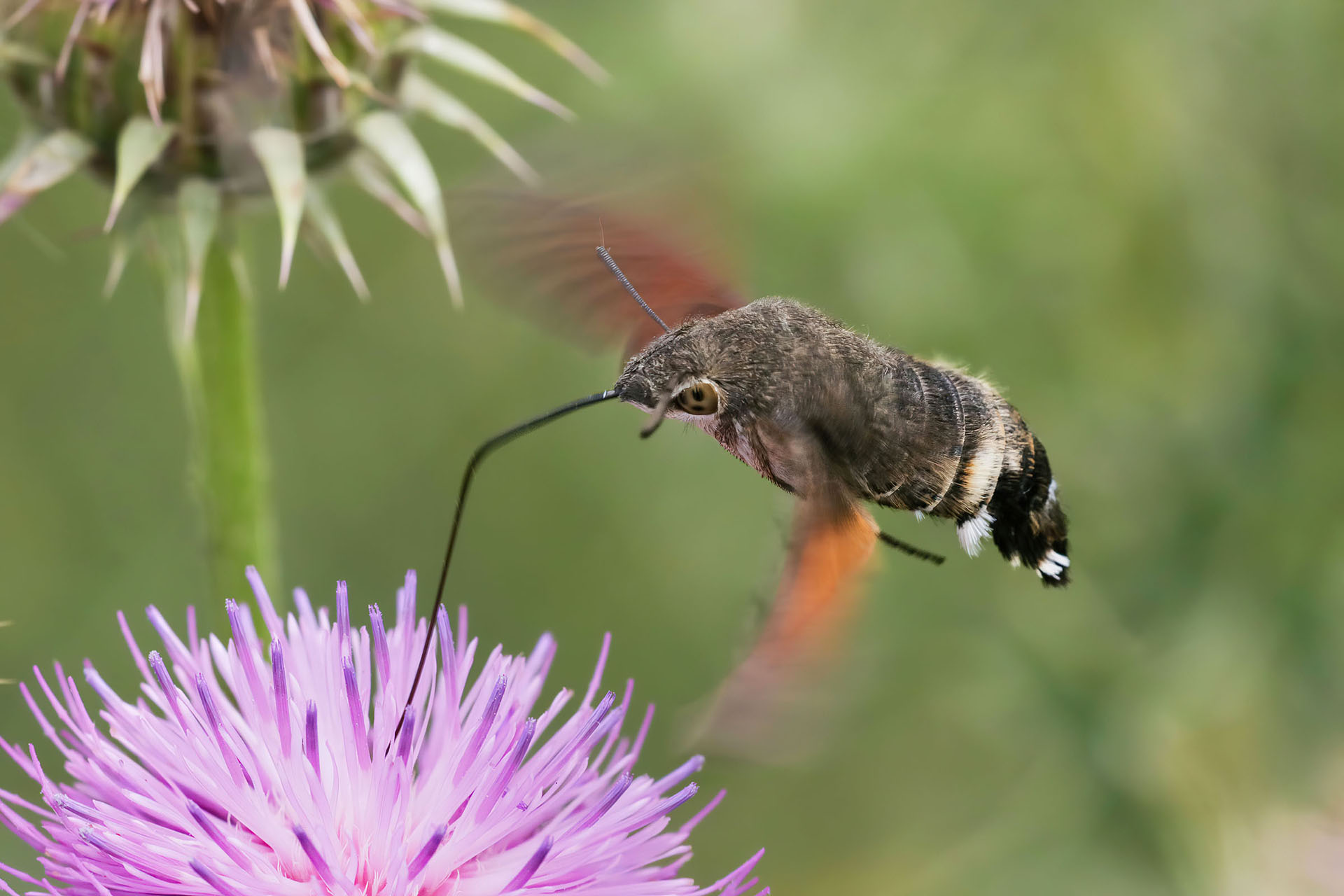 Macroglossum stellatarum