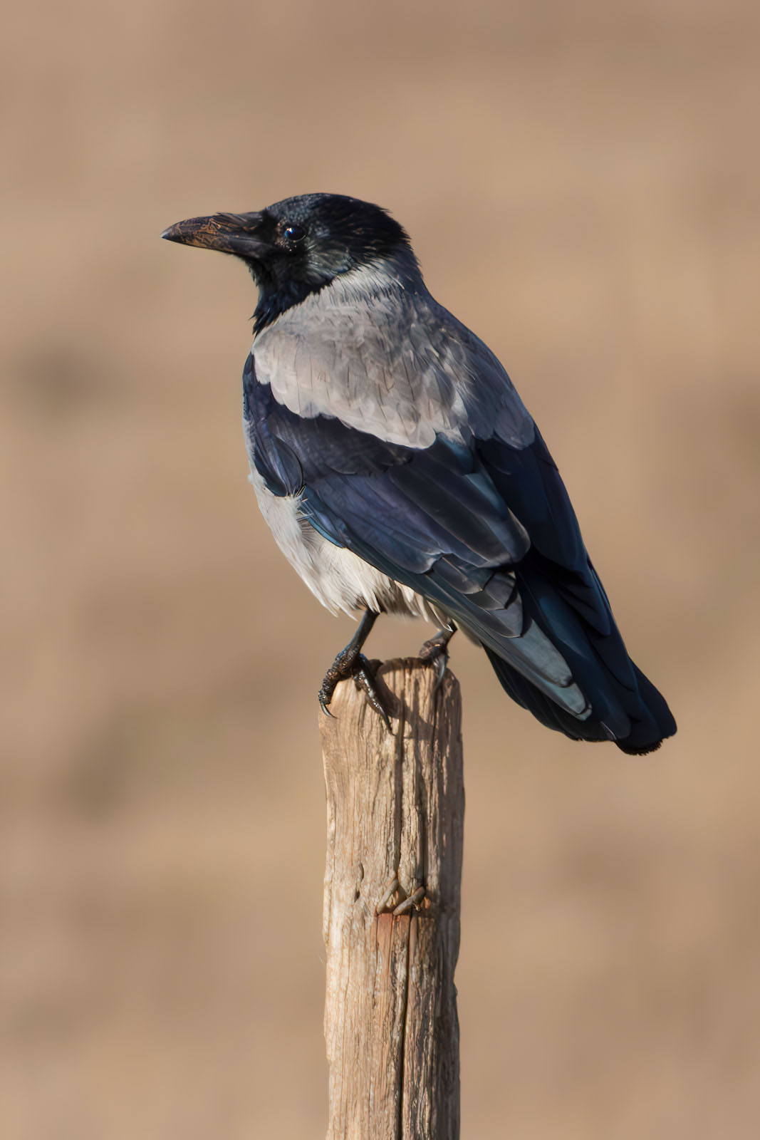 Hooded crow