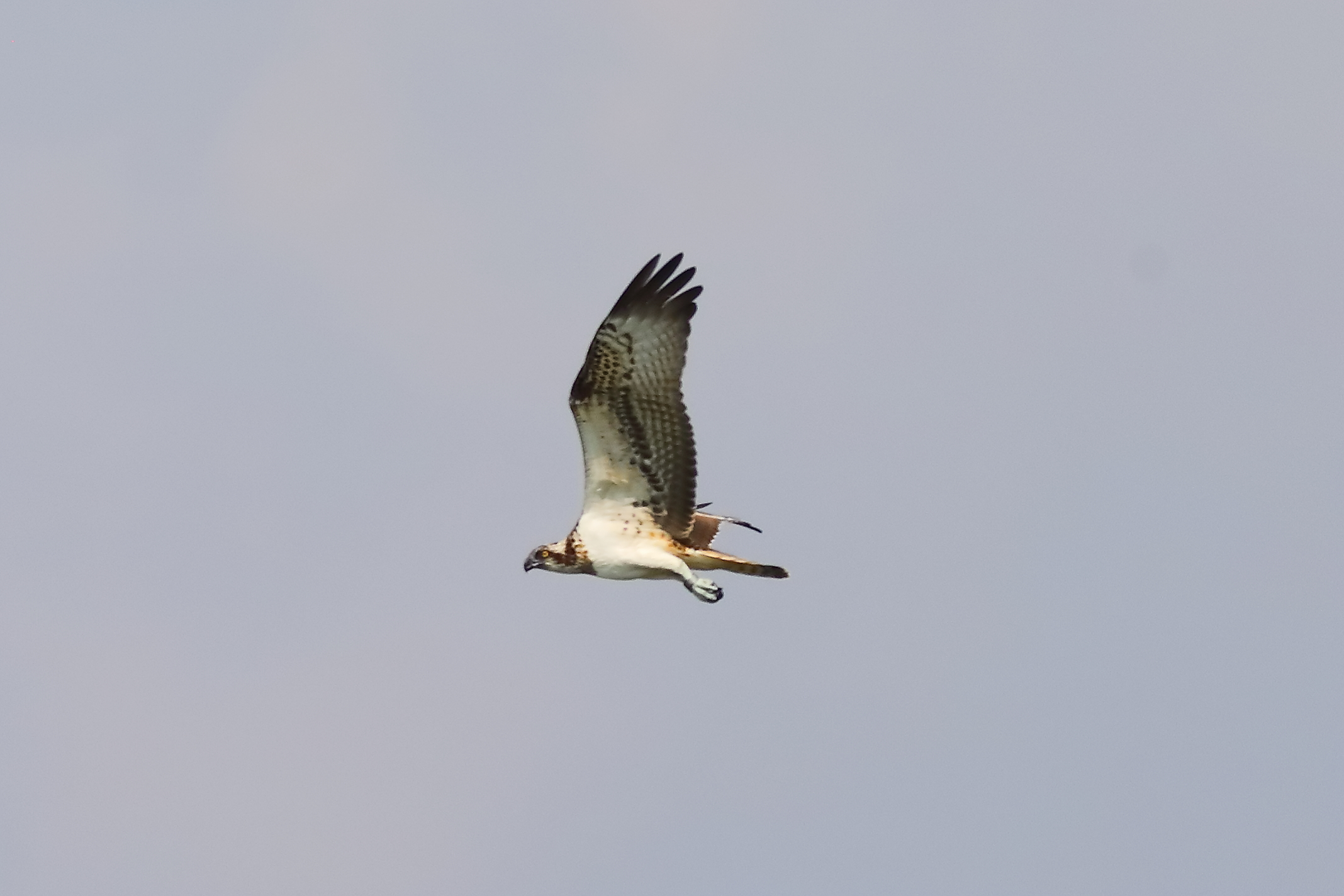 Osprey 04-09-2023