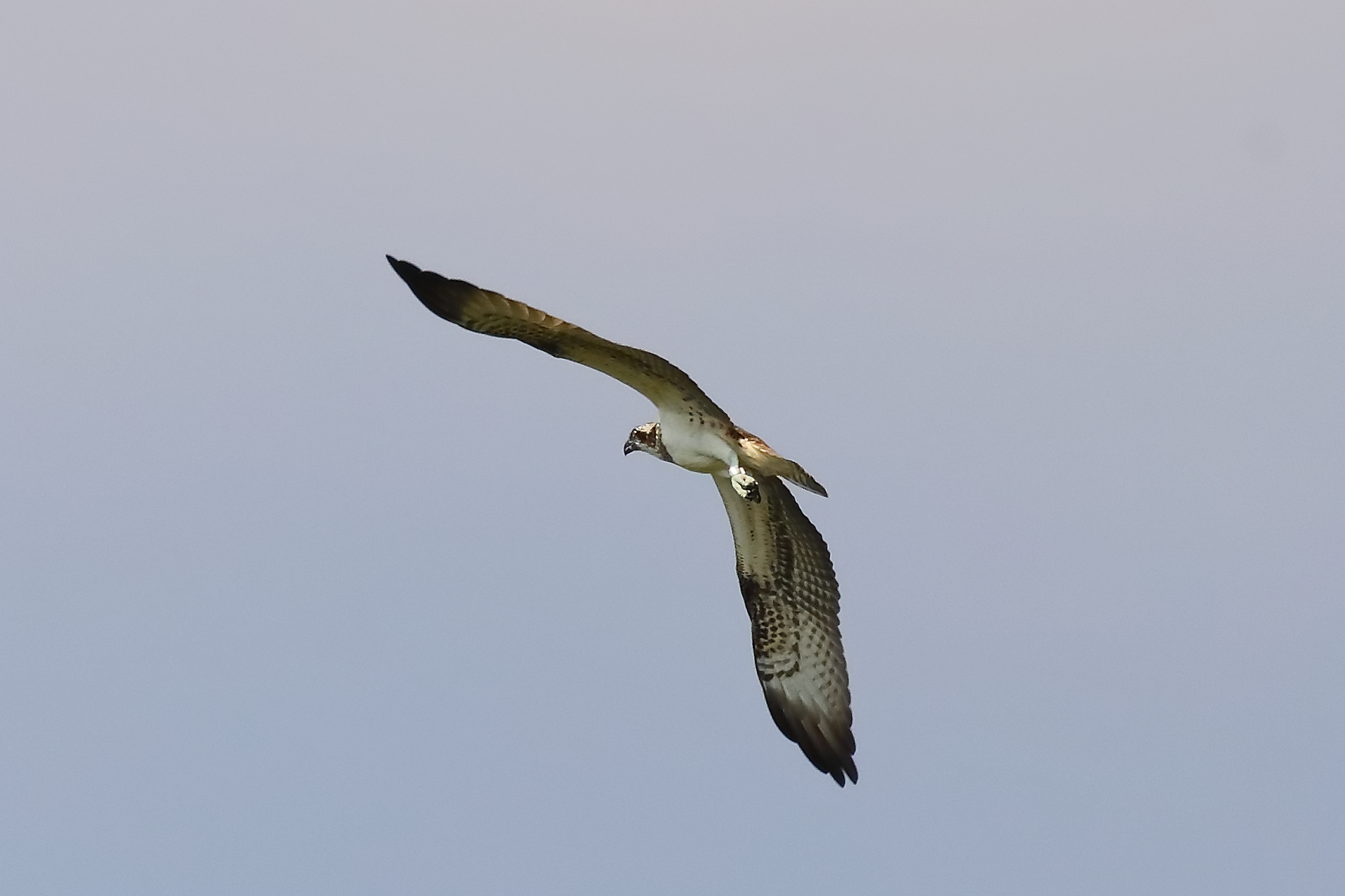 Osprey 04-09-2023